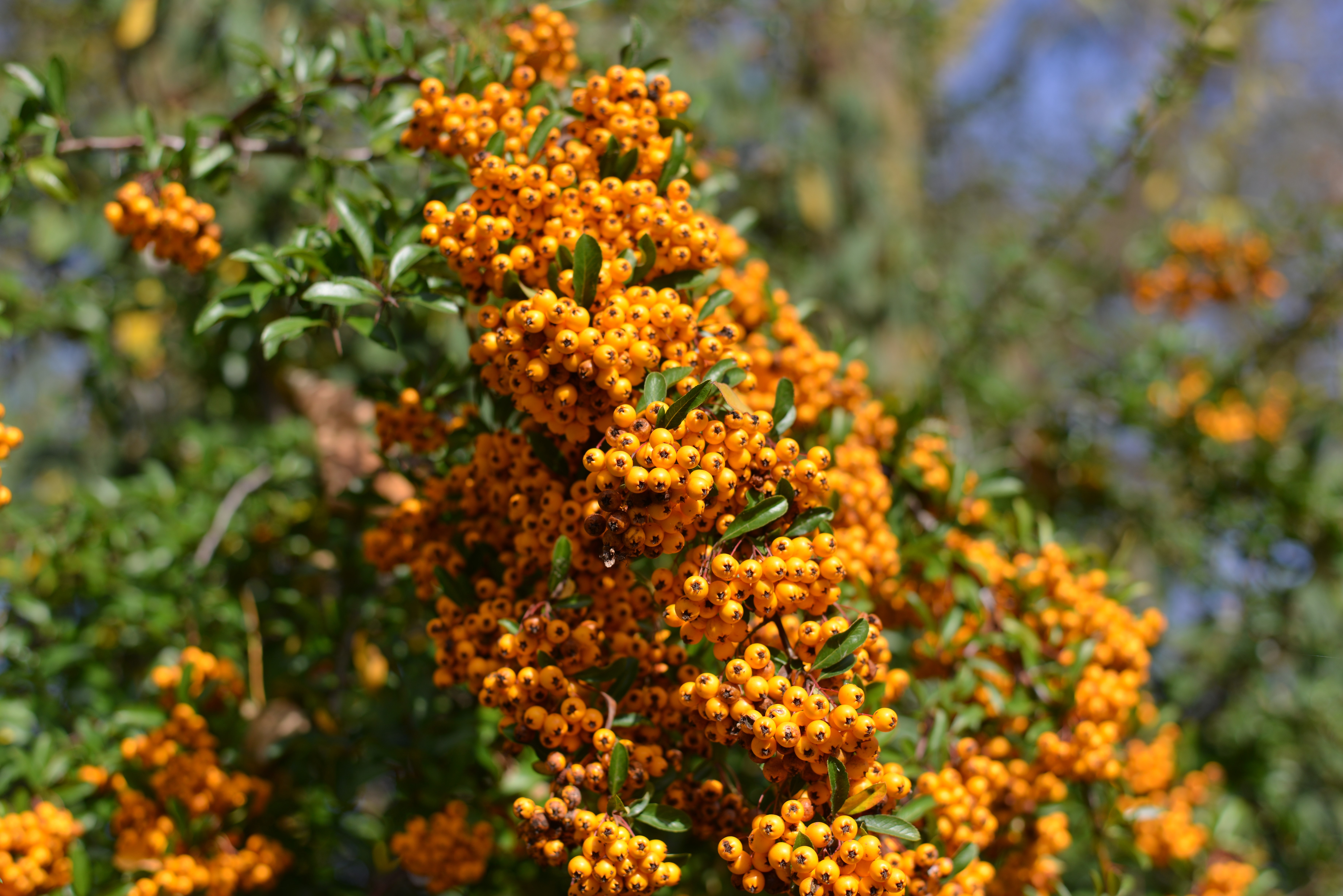 Orange berries on a branch HD Wallpaper