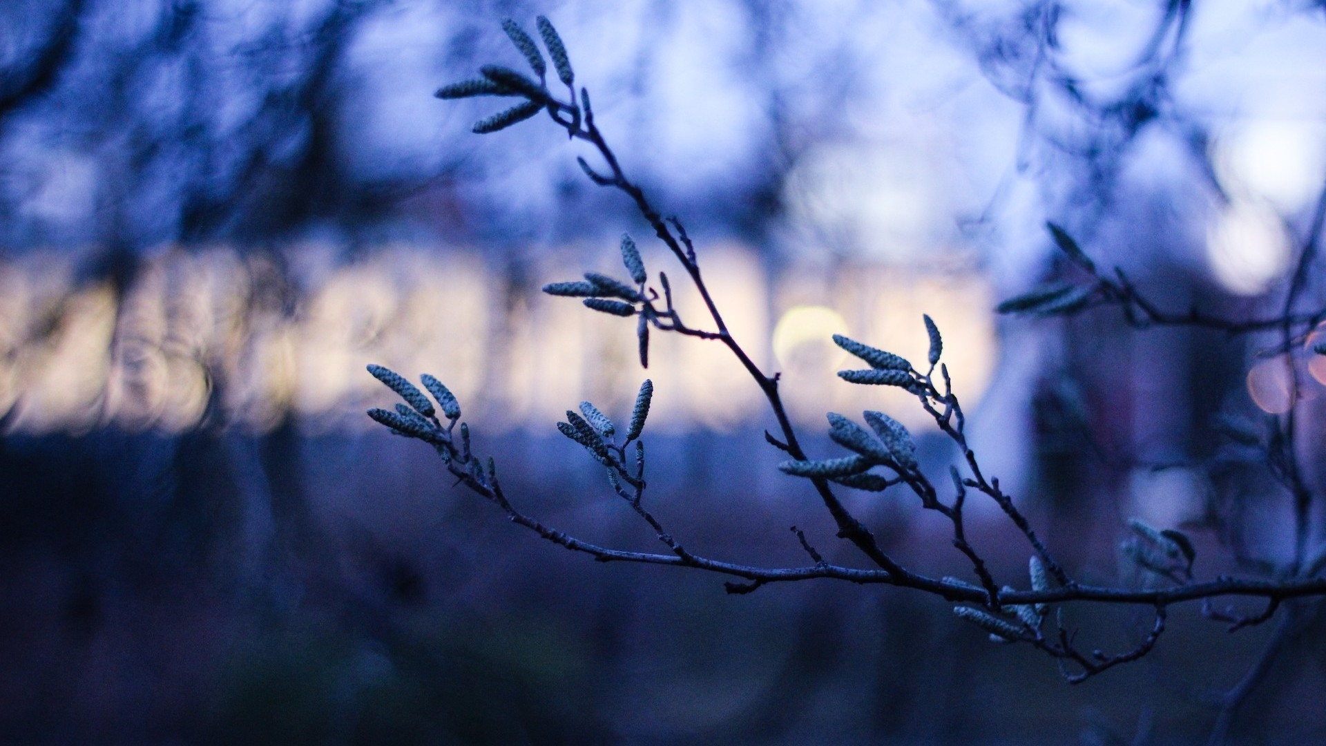 Close-up of tree branches with buds in the evening HD Wallpaper
