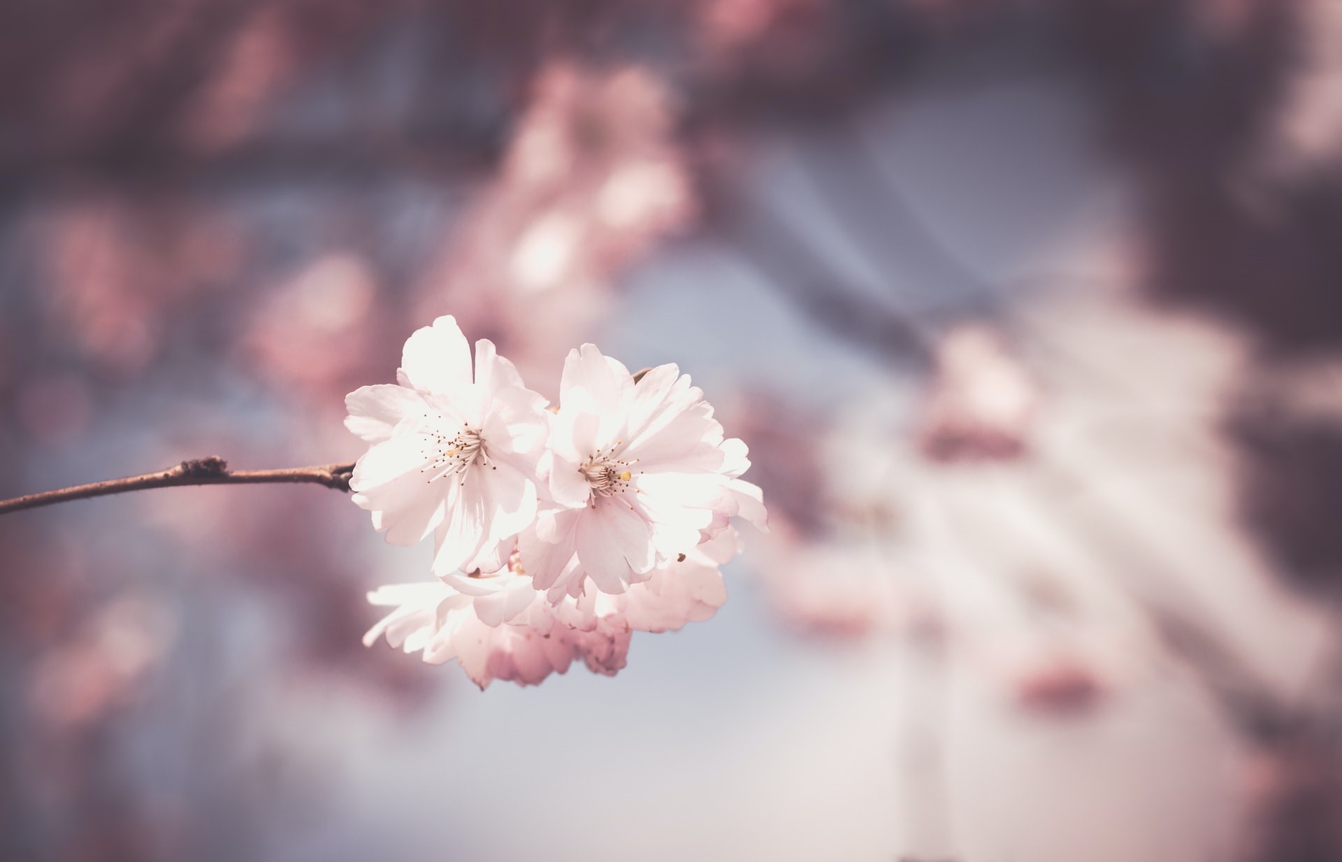 Pink cherry blossoms on a branch HD Wallpaper