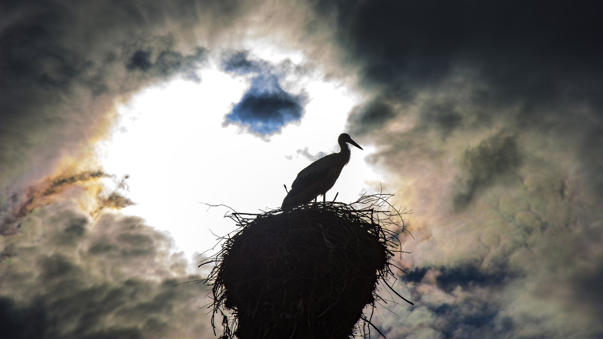 Silhouette of a stork in a nest against a dramatic sky HD Wallpaper