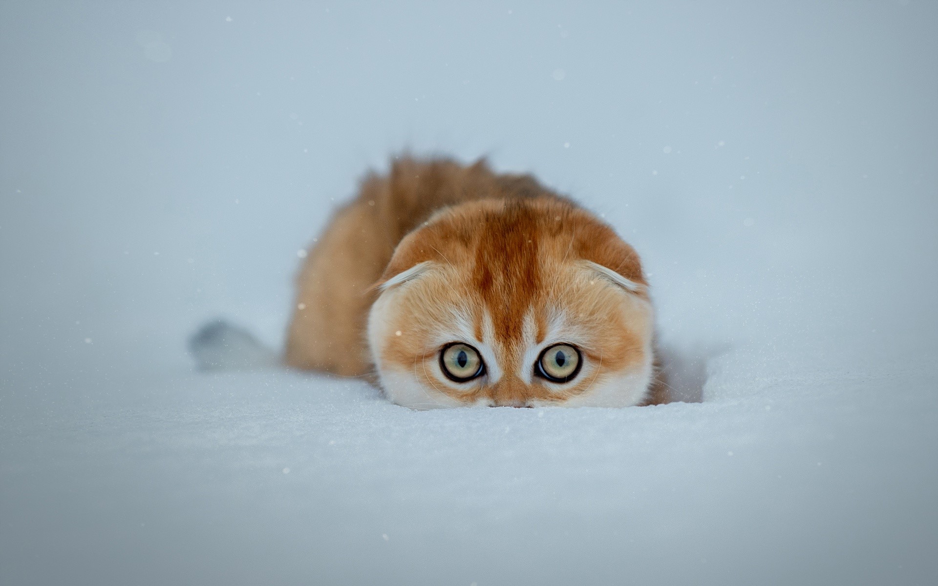 Golden kitten peeking out of the snow HD Wallpaper