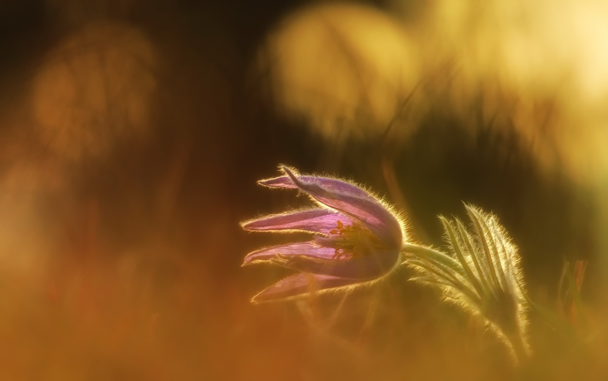 Purple flower with fuzzy stem in golden light HD Wallpaper