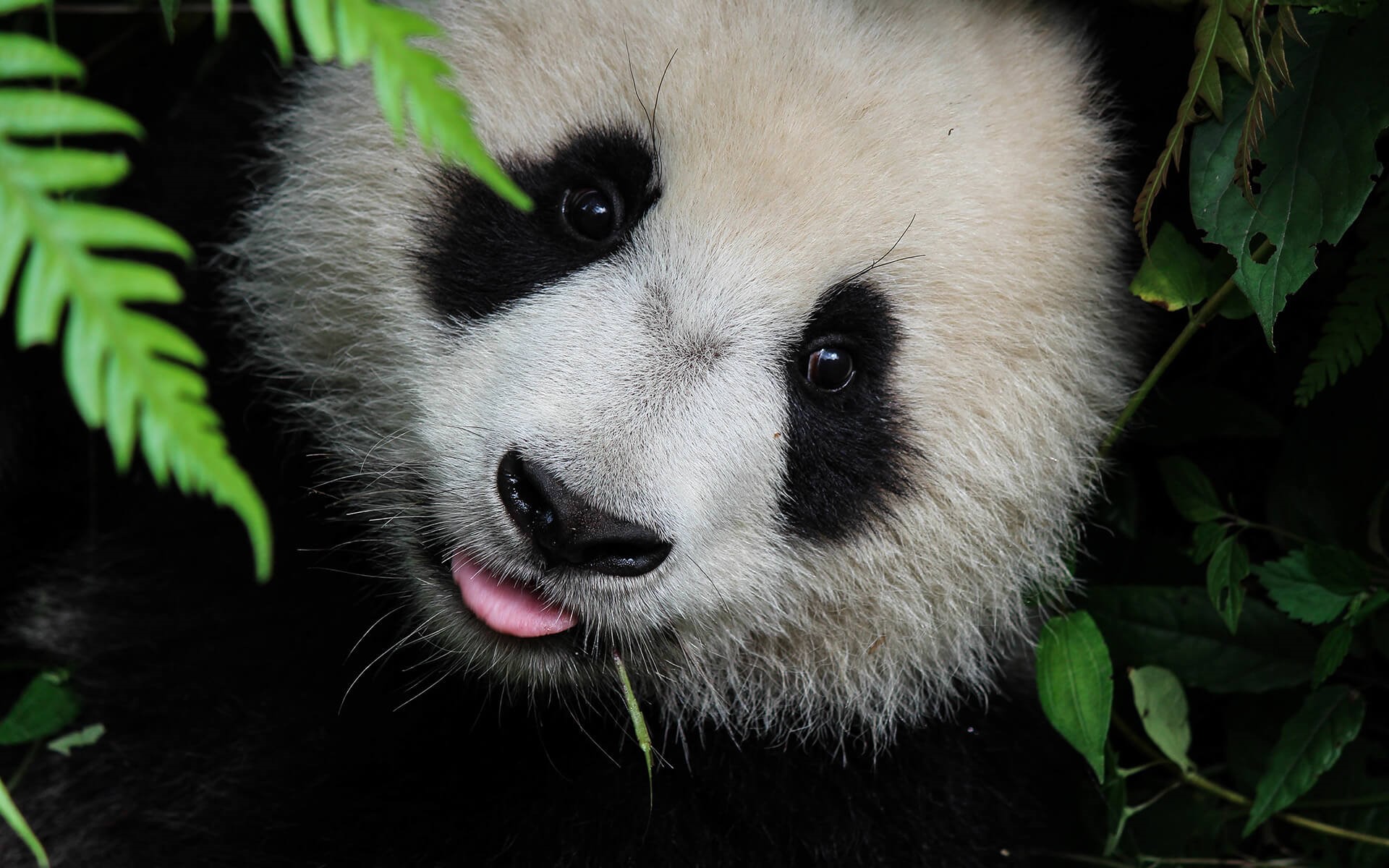 Close-up of a panda sticking its tongue out HD Wallpaper