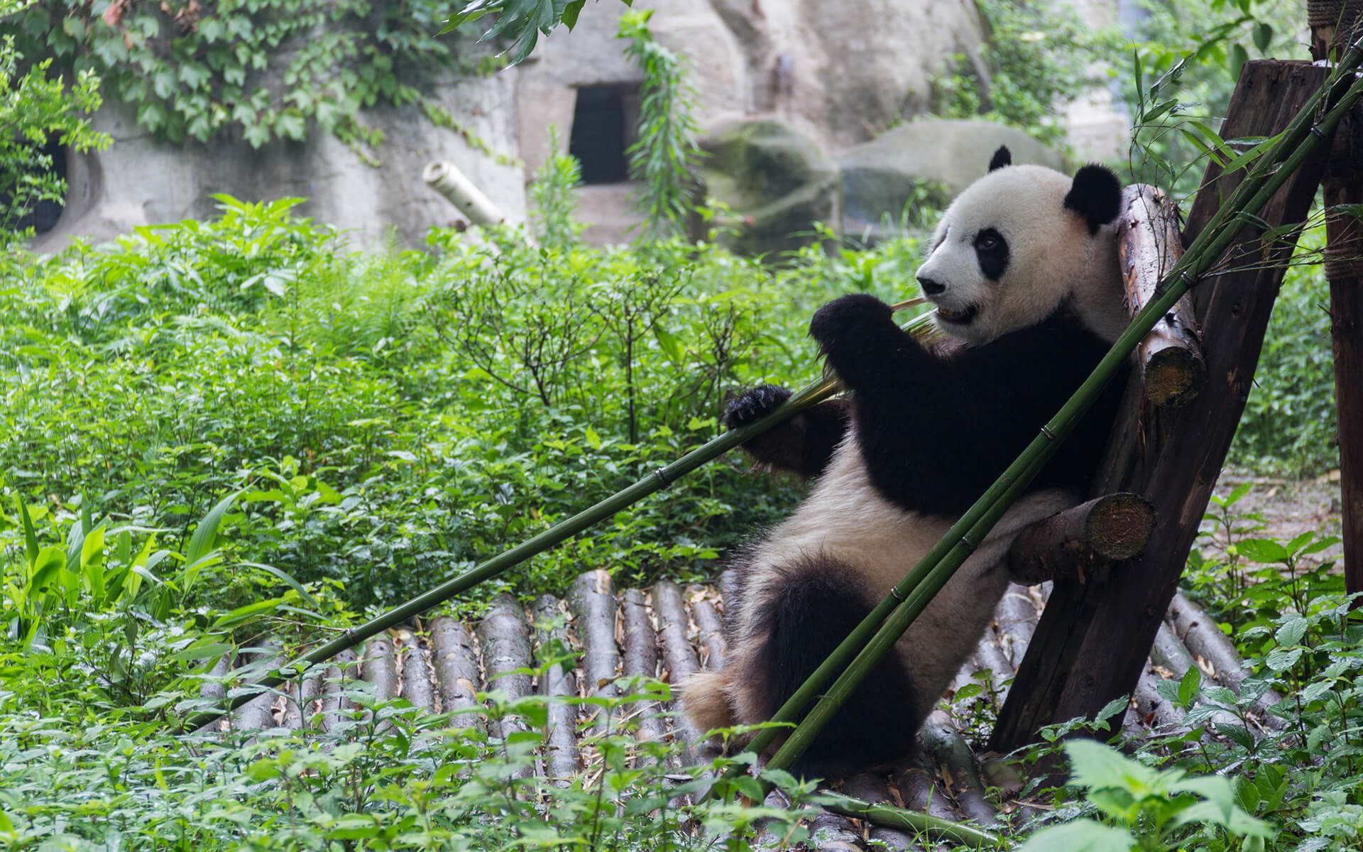 Giant panda eating bamboo in a forest HD Wallpaper
