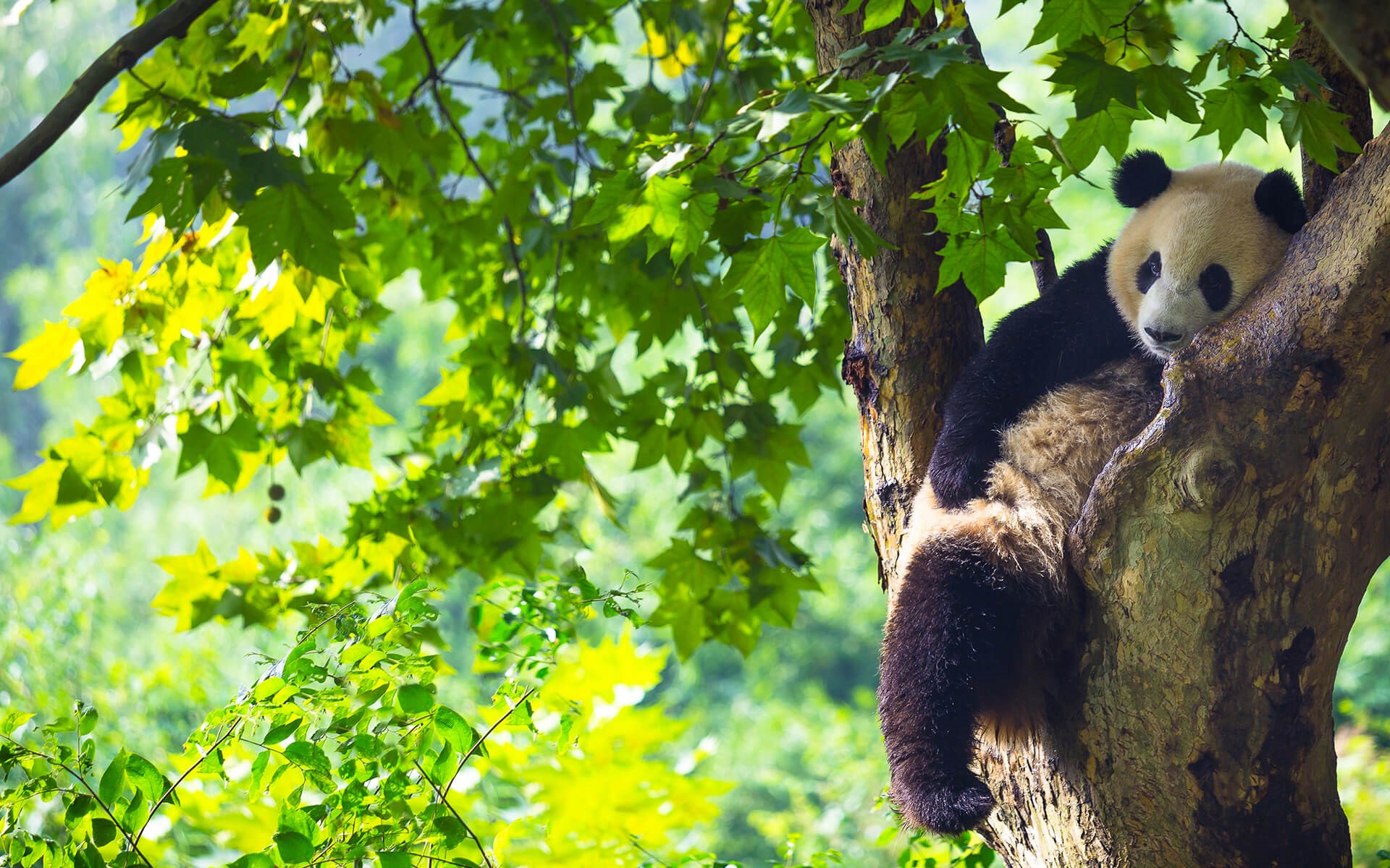 Panda resting on a tree branch HD Wallpaper