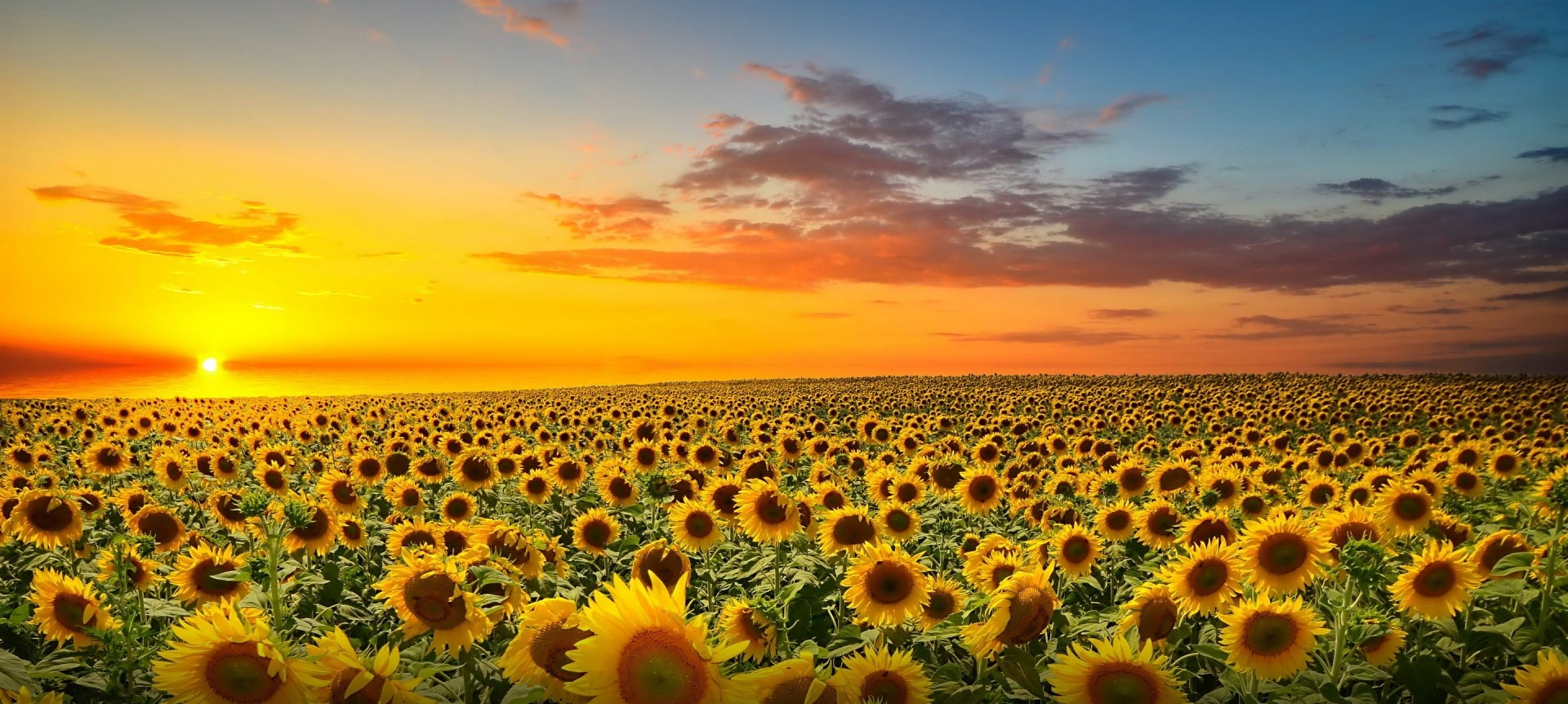 Field of sunflowers at sunset HD Wallpaper