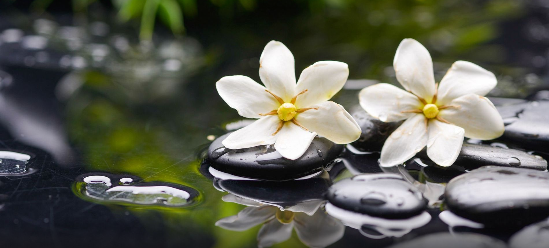 White flowers on wet black stones HD Wallpaper