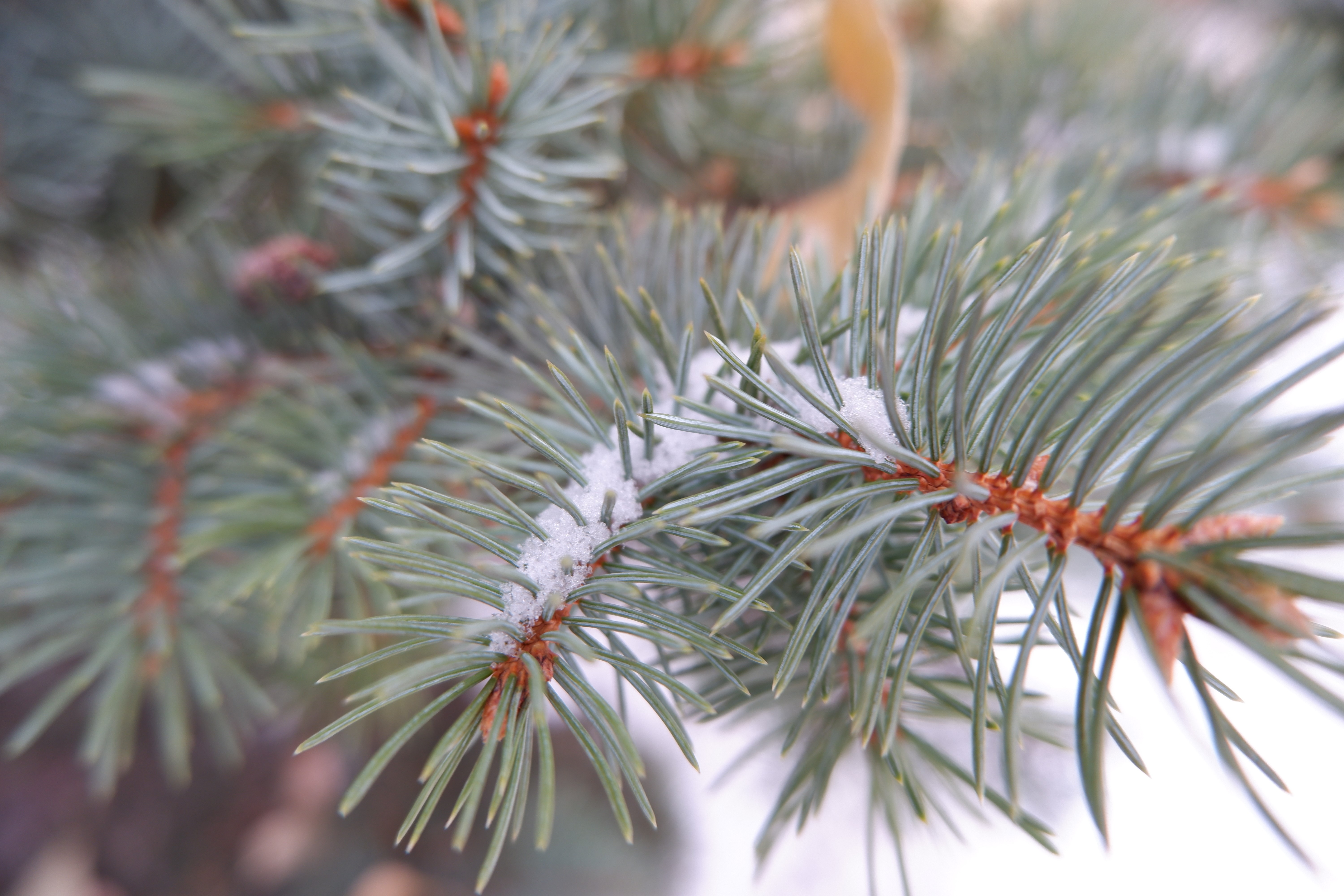 Snow covered fir tree twigs HD Wallpaper