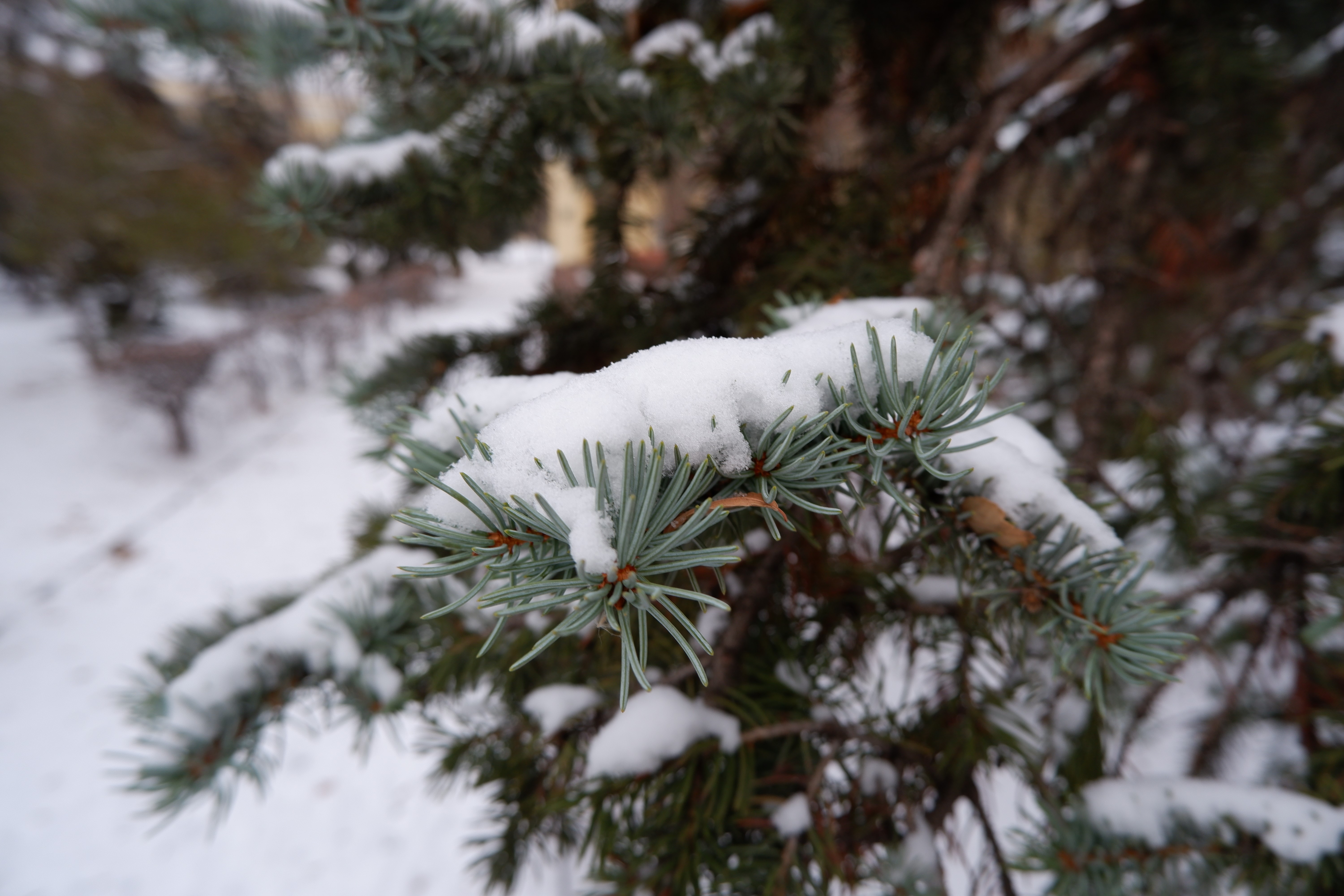 4K snow covered fir tree branches in winter HD Wallpaper