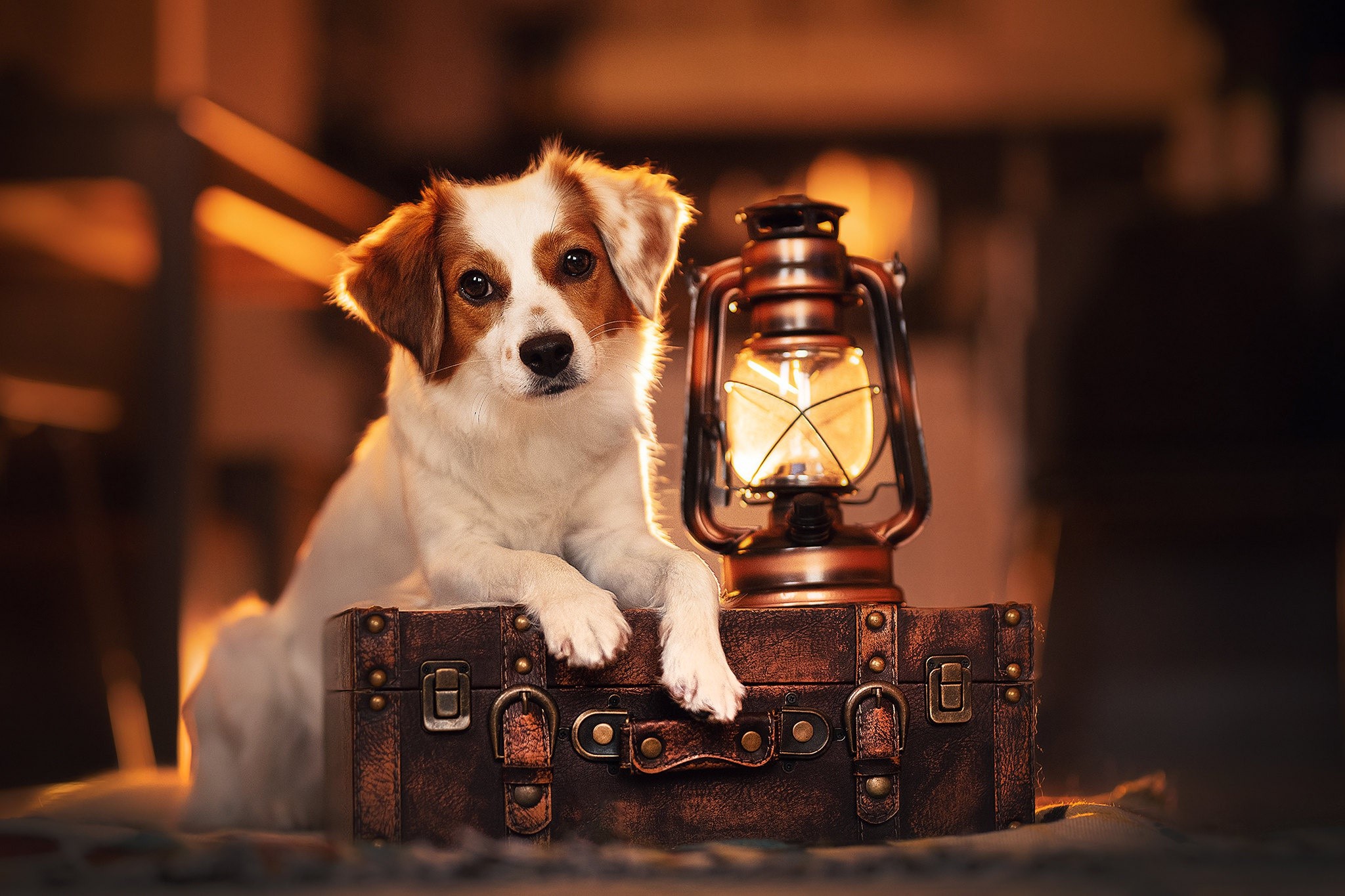 Dog on a suitcase with a lantern HD Wallpaper