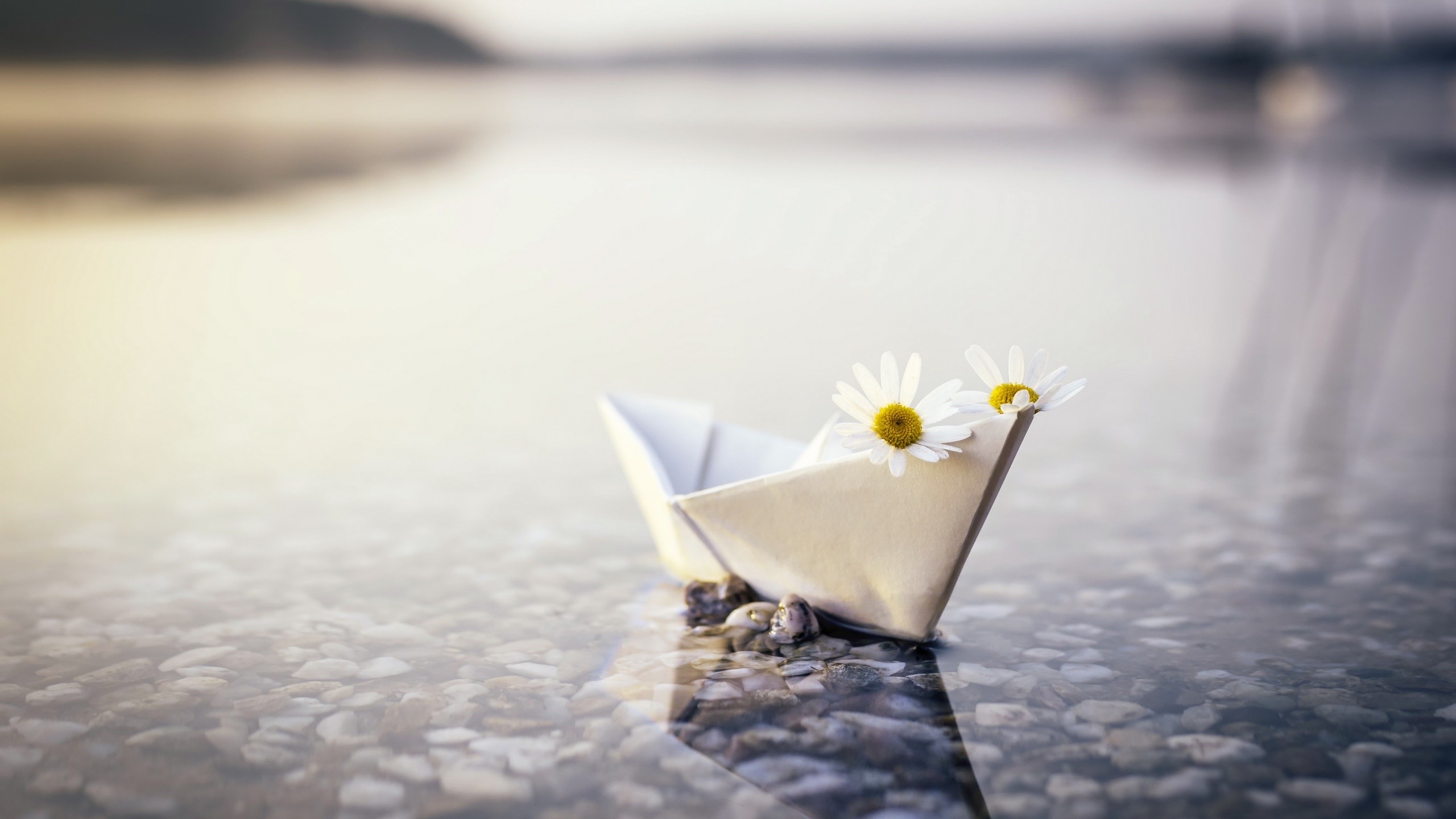 Paper boat with daisies on water HD Wallpaper