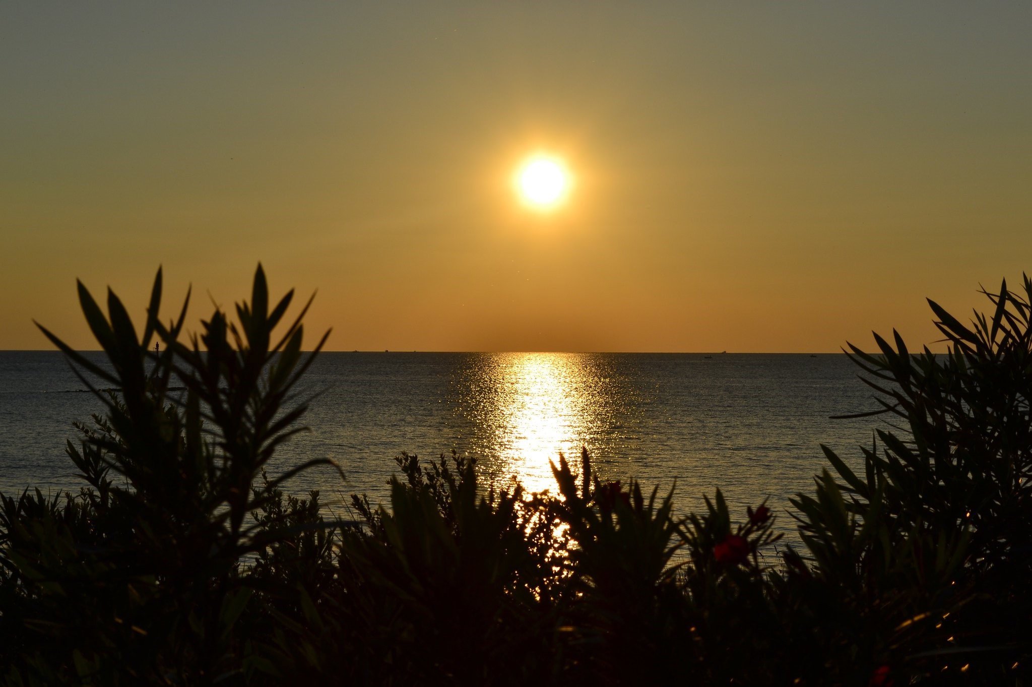 Sunset over the sea with silhouette plants HD Wallpaper