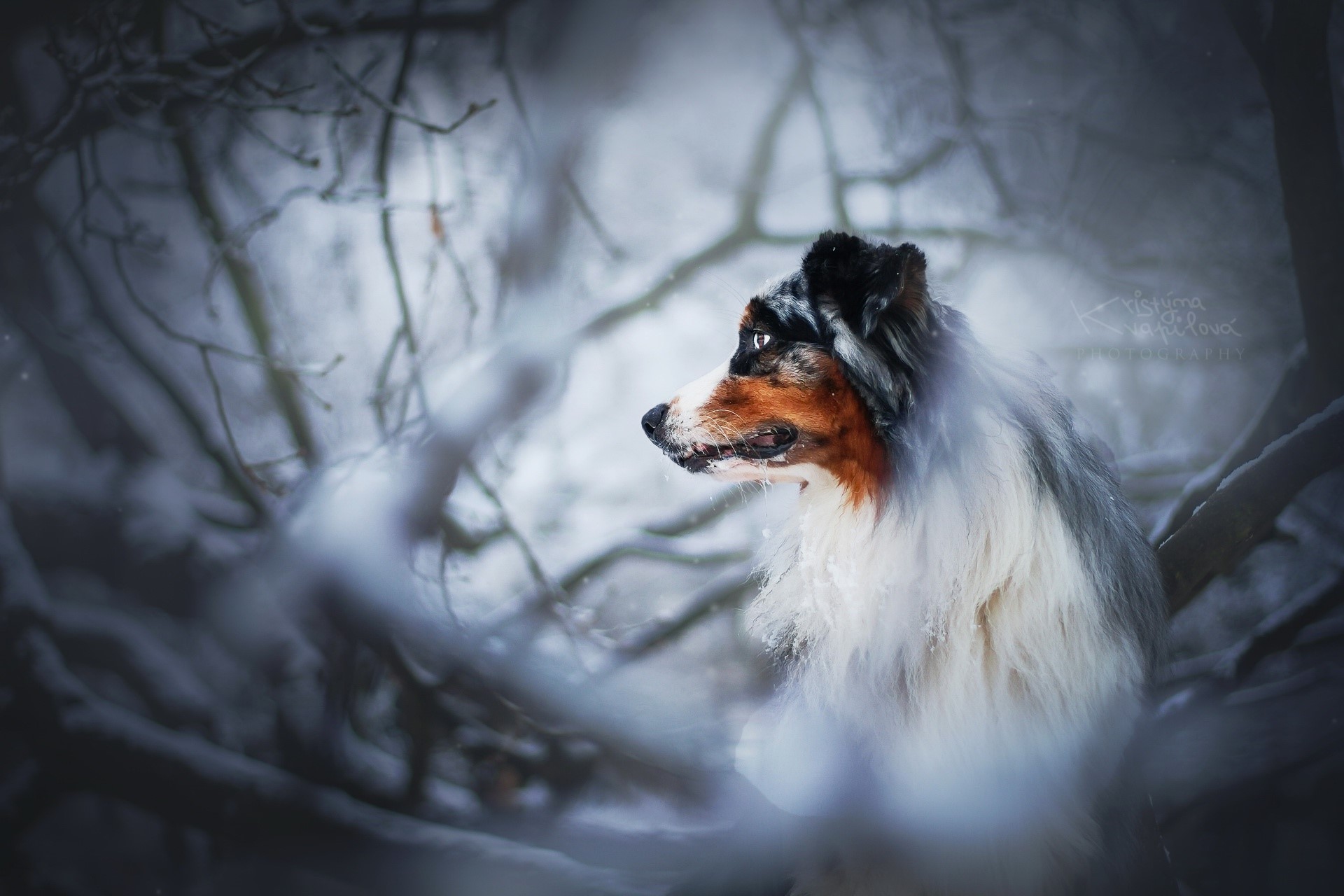 Australian Shepherd dog in a snowy forest HD Wallpaper