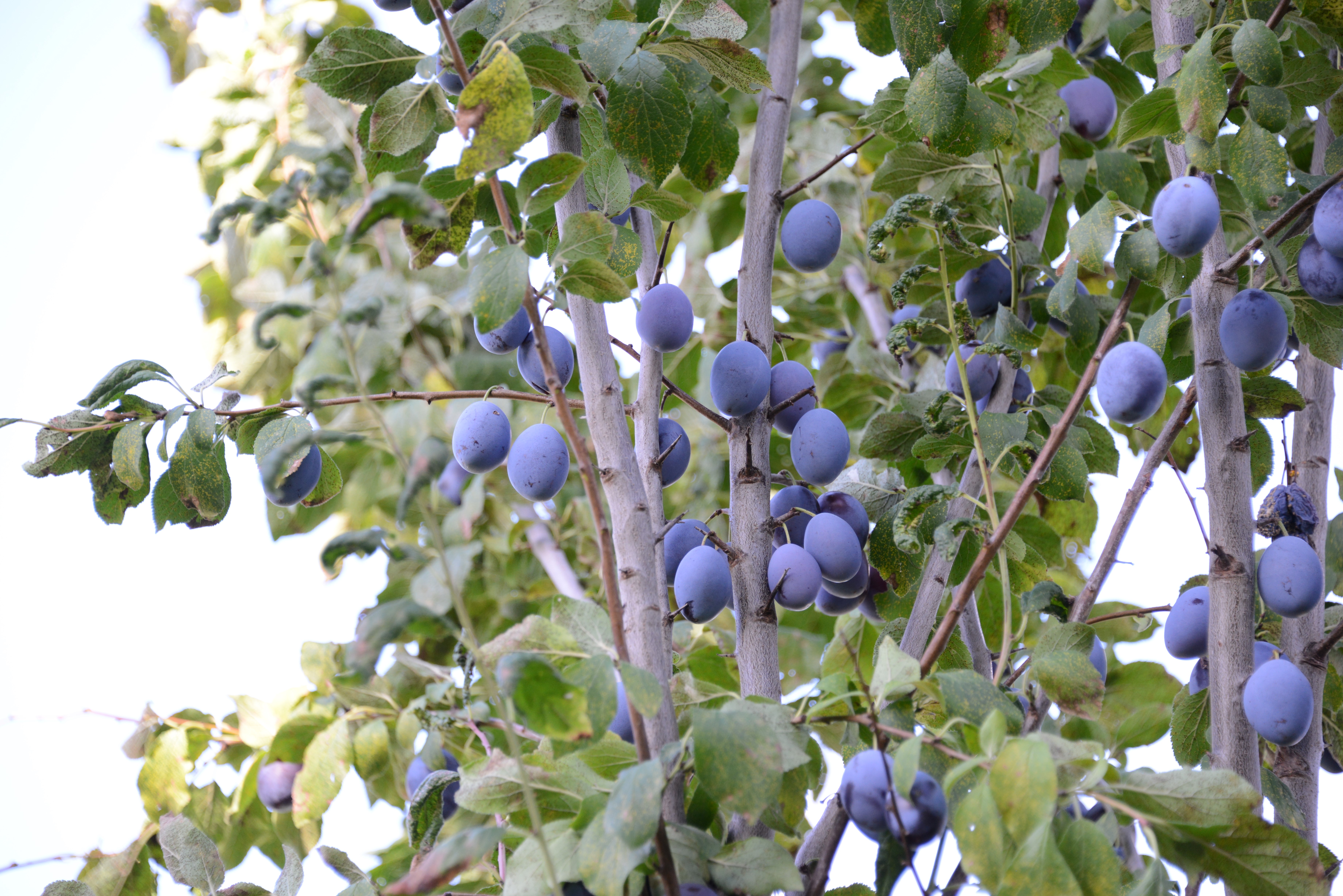 Plums on a Plum Tree HD Wallpaper