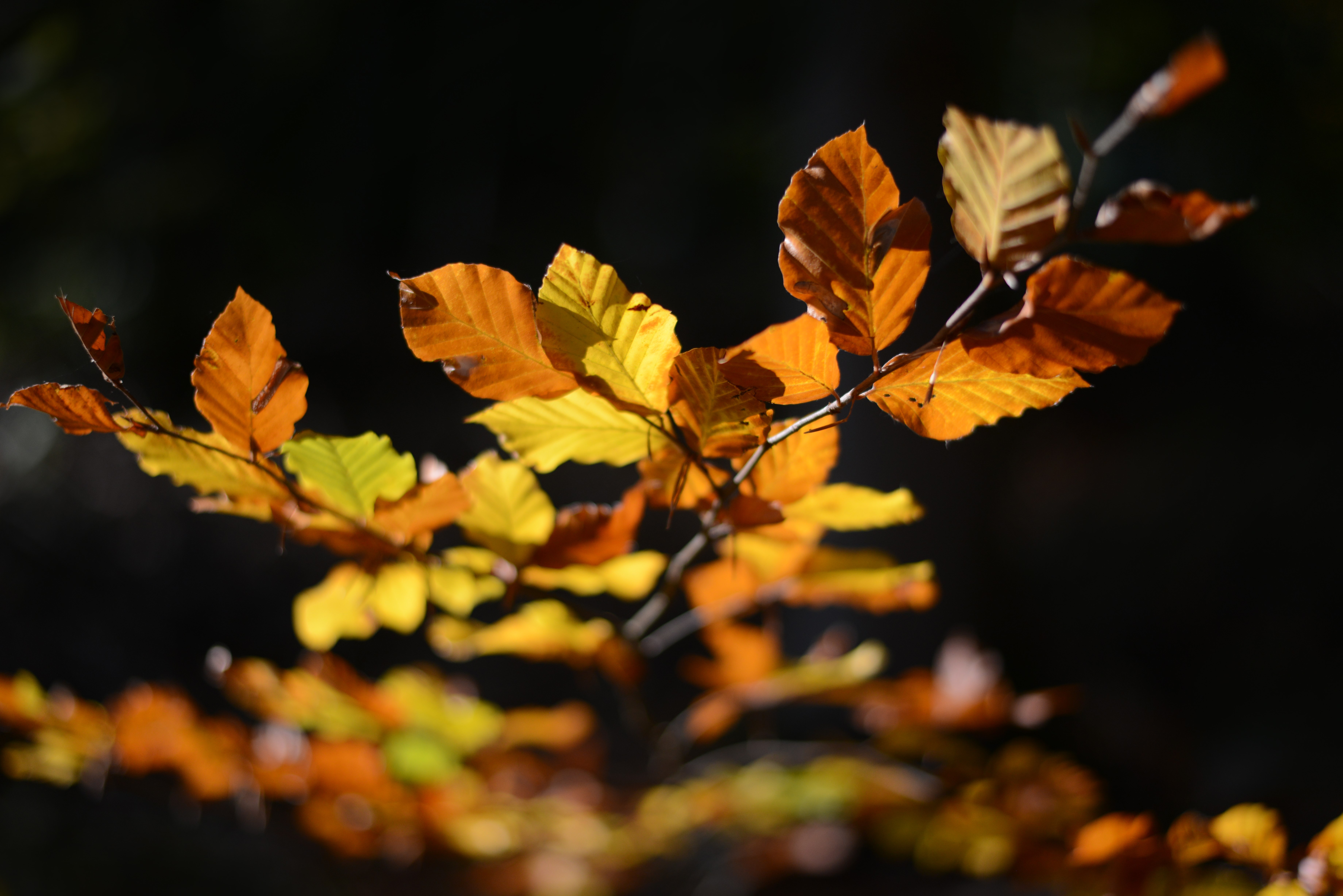 Autumn leaves on a black background HD Wallpaper