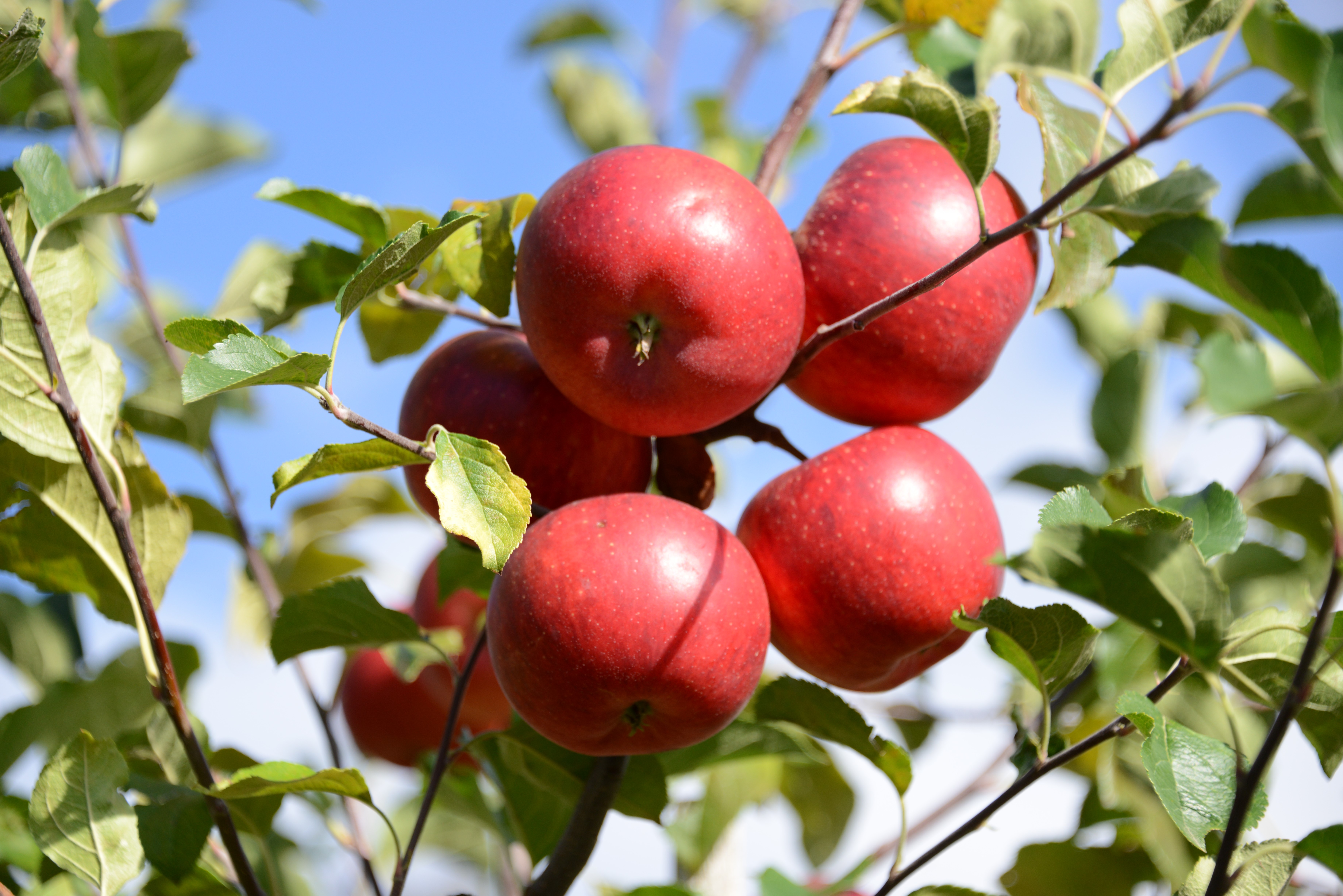 Red apples on a tree branch HD Wallpaper