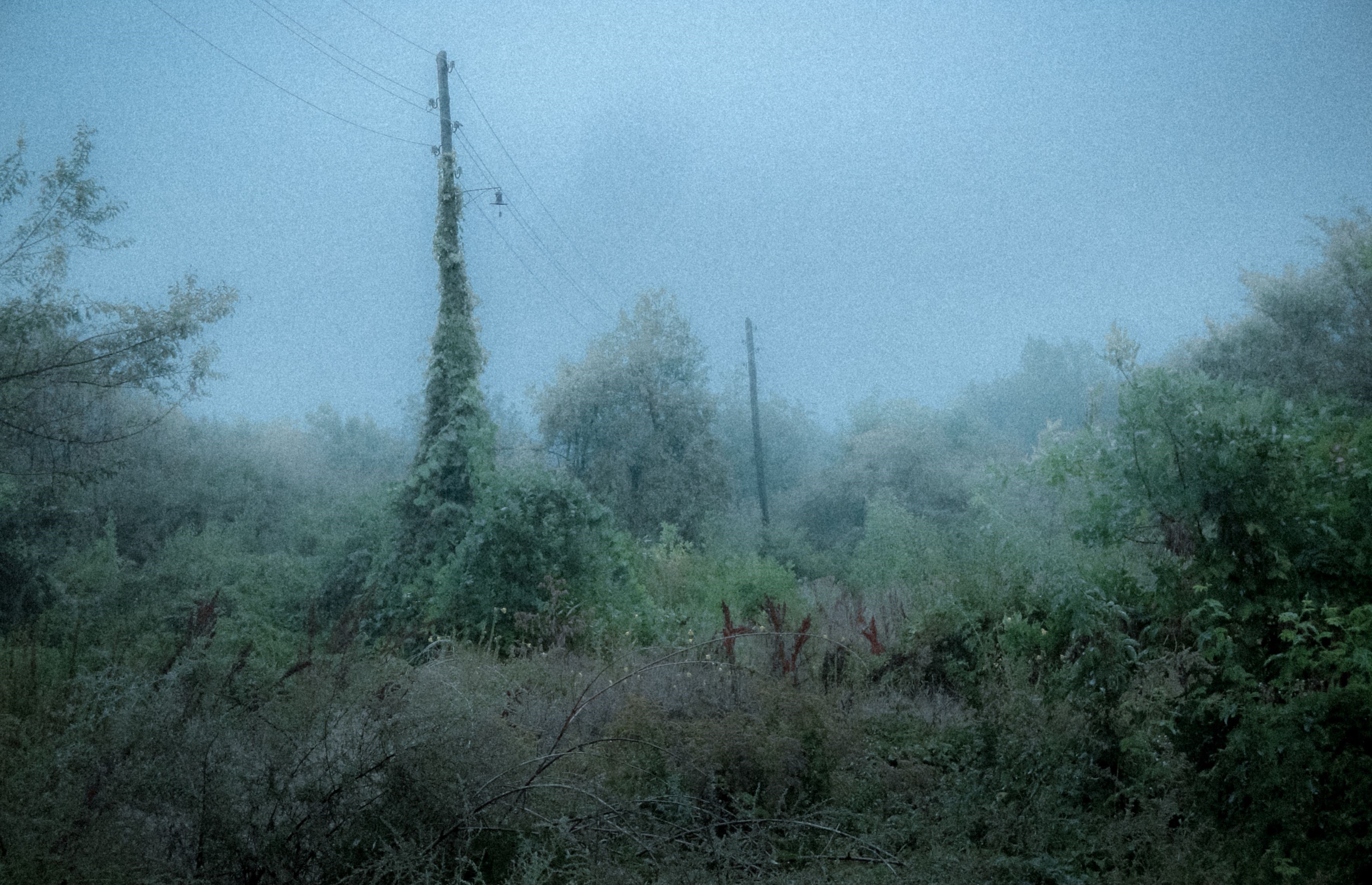 Overgrown telephone pole in misty forest HD Wallpaper
