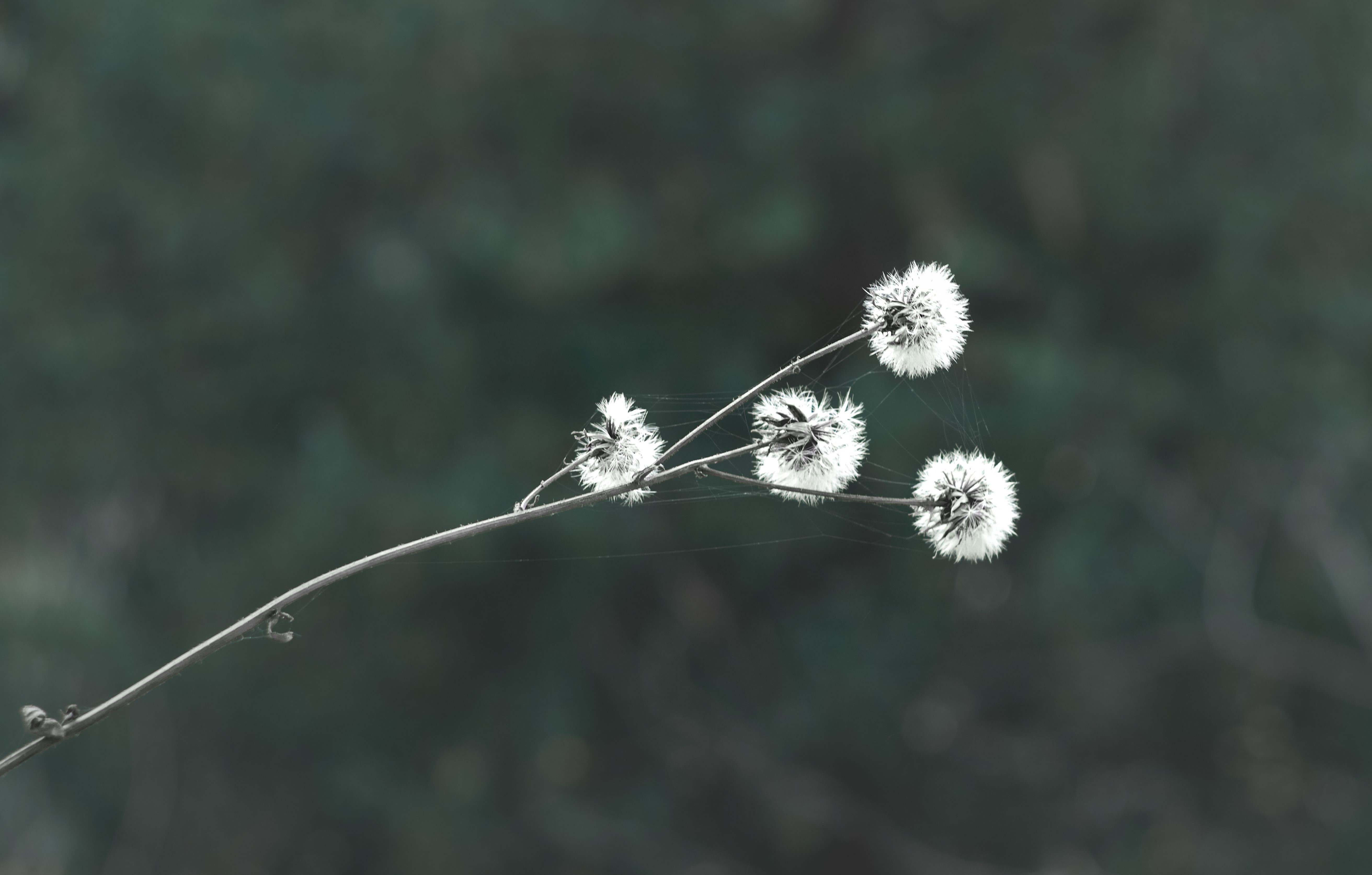 Four dandelions with bokeh background HD Wallpaper
