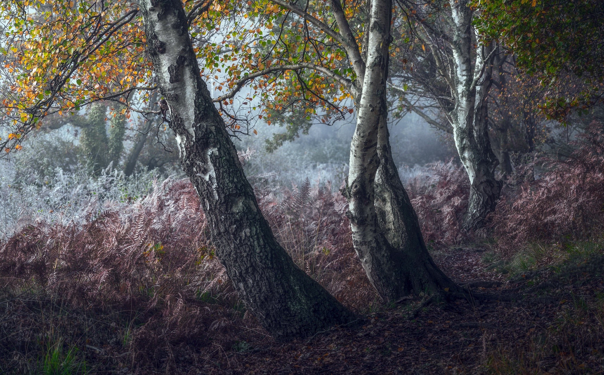 Misty forest with birch trees and ferns in autumn HD Wallpaper