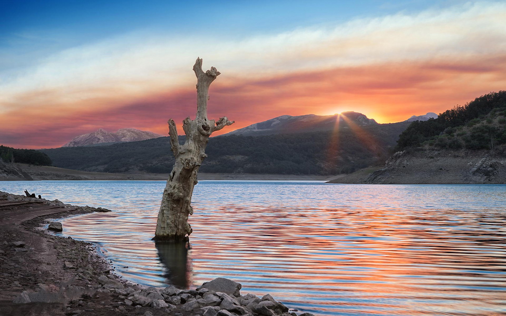 Dead tree in a lake at sunset HD Wallpaper