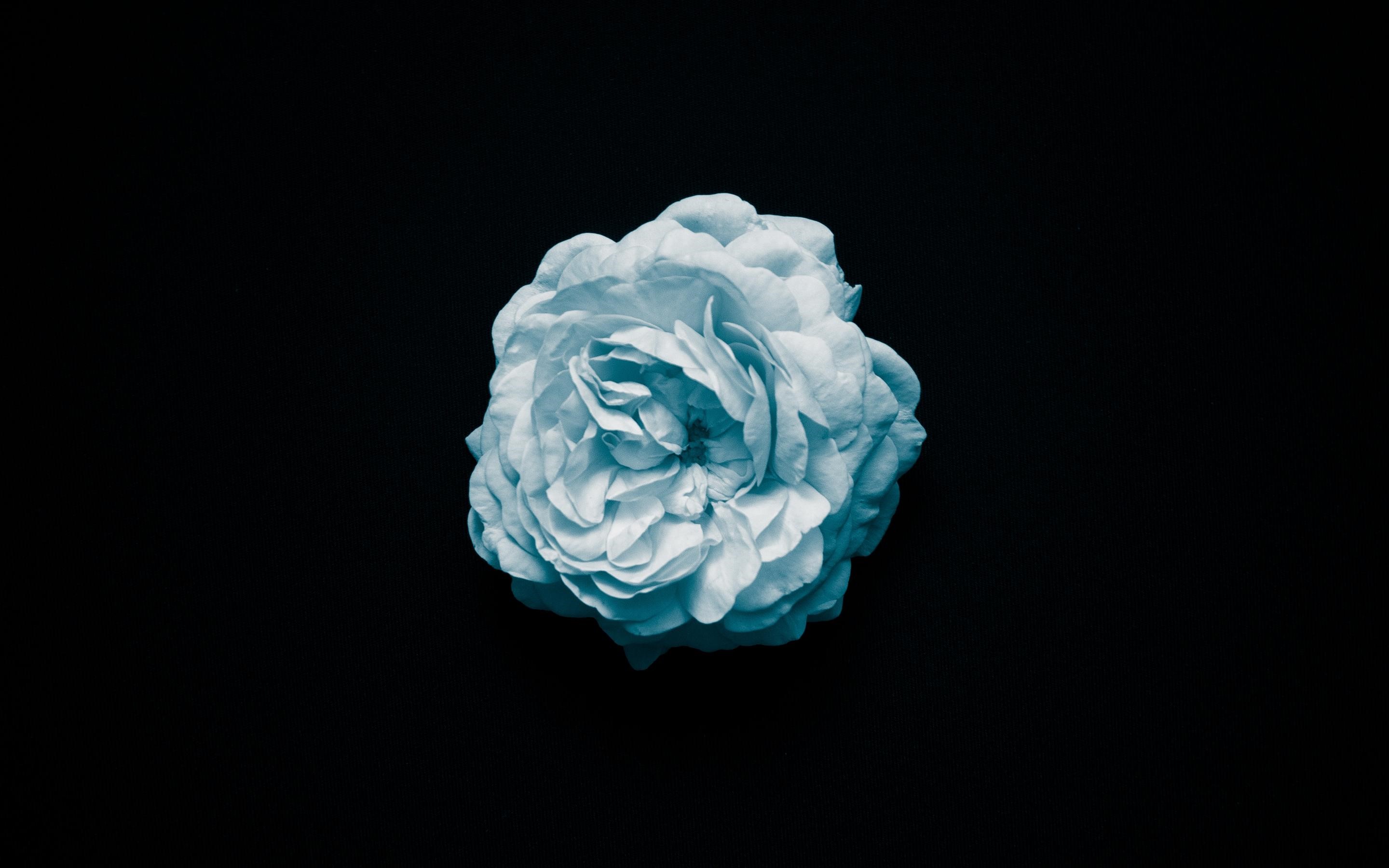 A single cyan rose on a black background HD Wallpaper