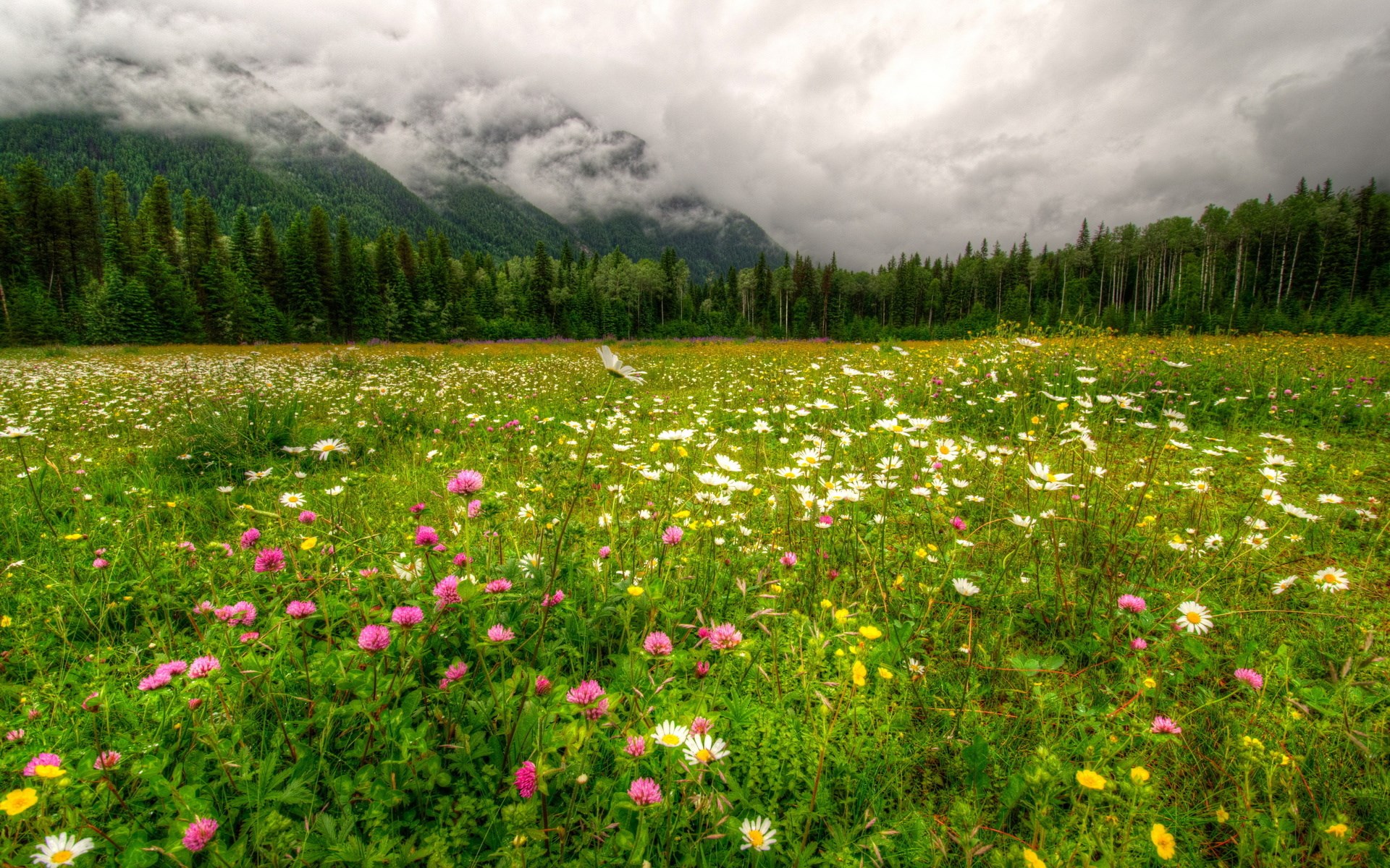 Wildflower meadow with mountains and forest HD Wallpaper