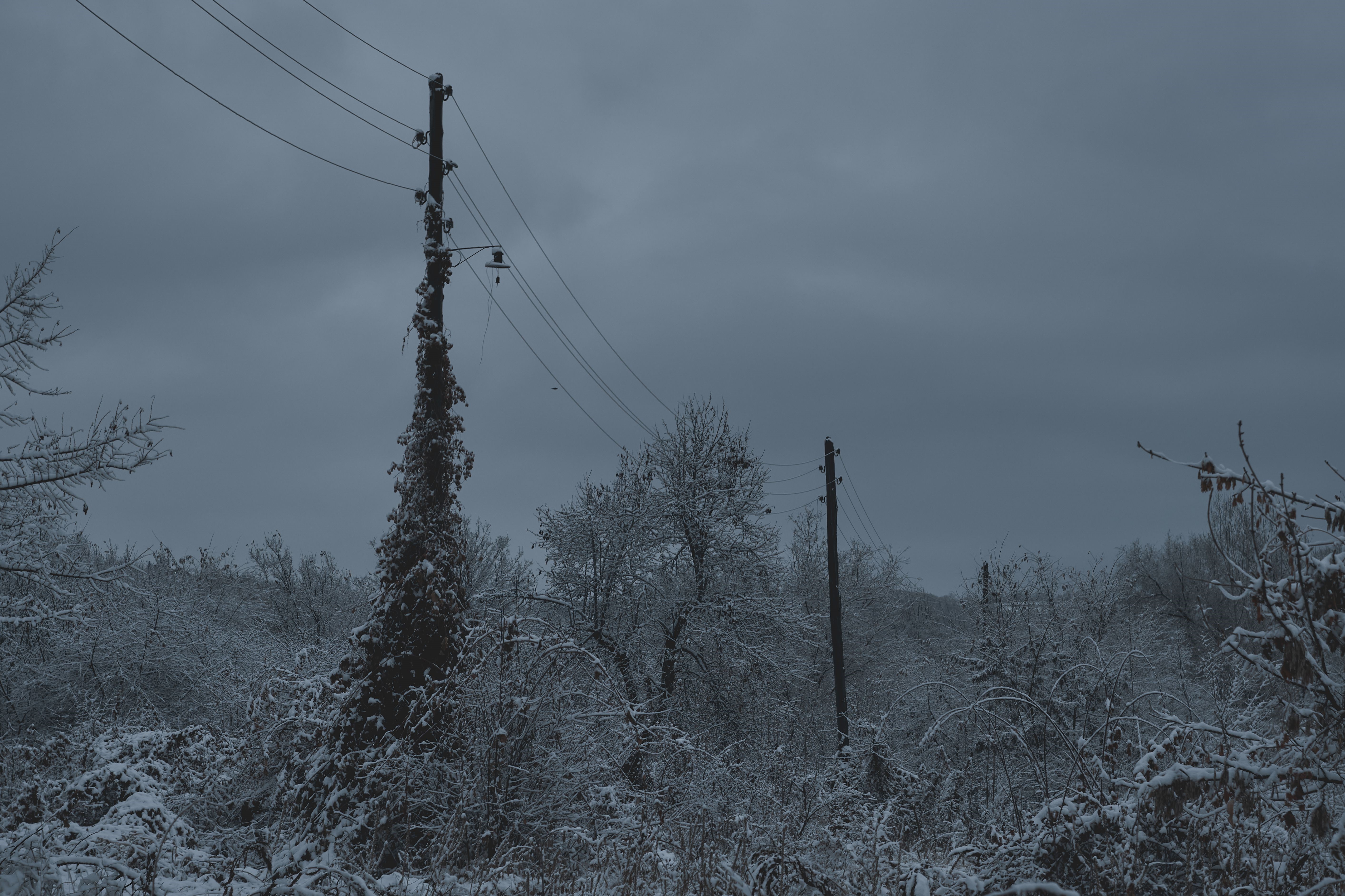 Snow covered trees and power lines in winter HD Wallpaper