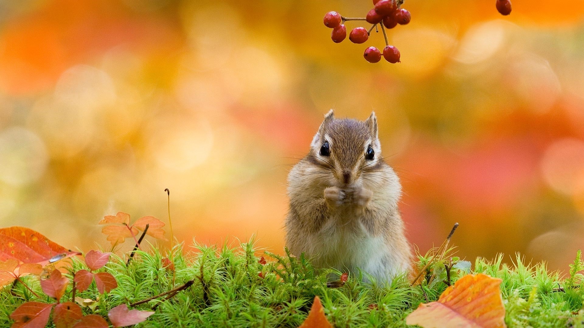Chipmunk eating in autumn forest with red berries HD Wallpaper