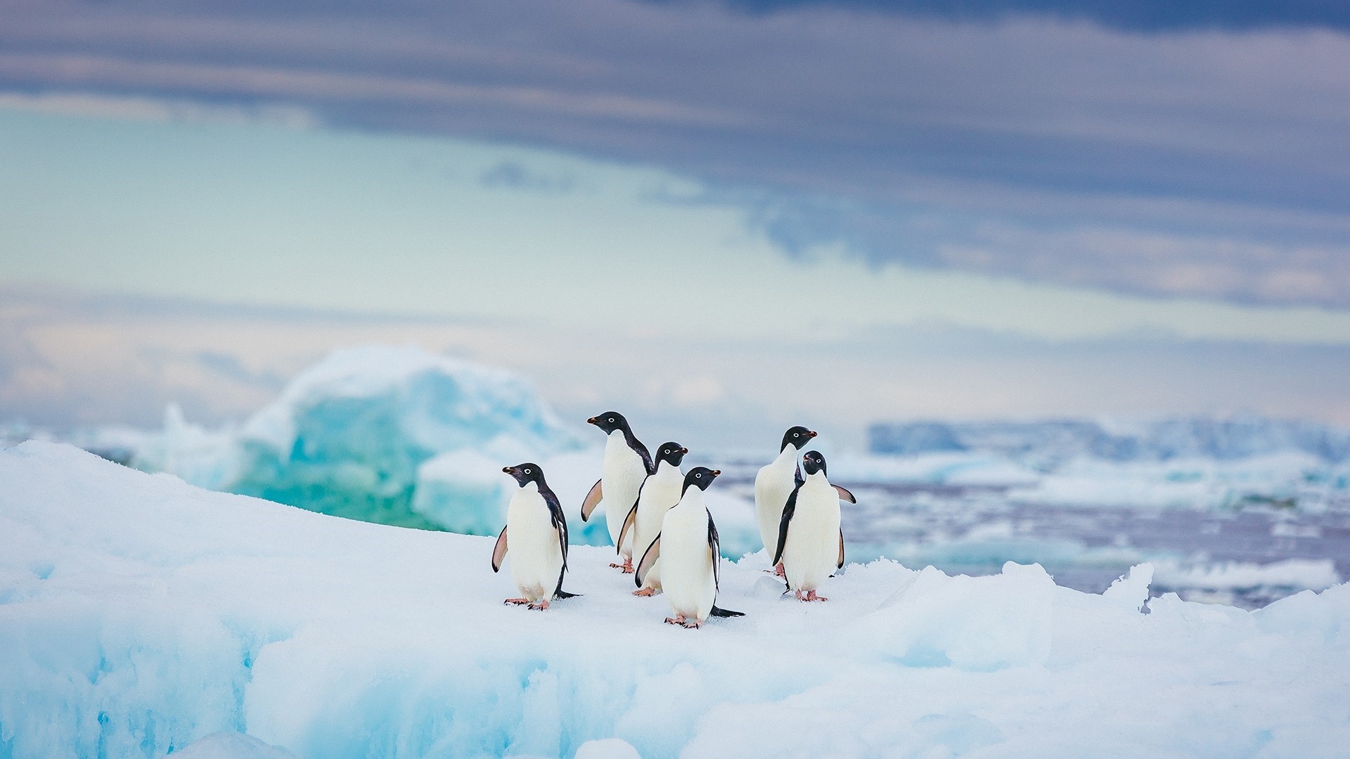 Penguins on an ice floe in Antarctica HD Wallpaper