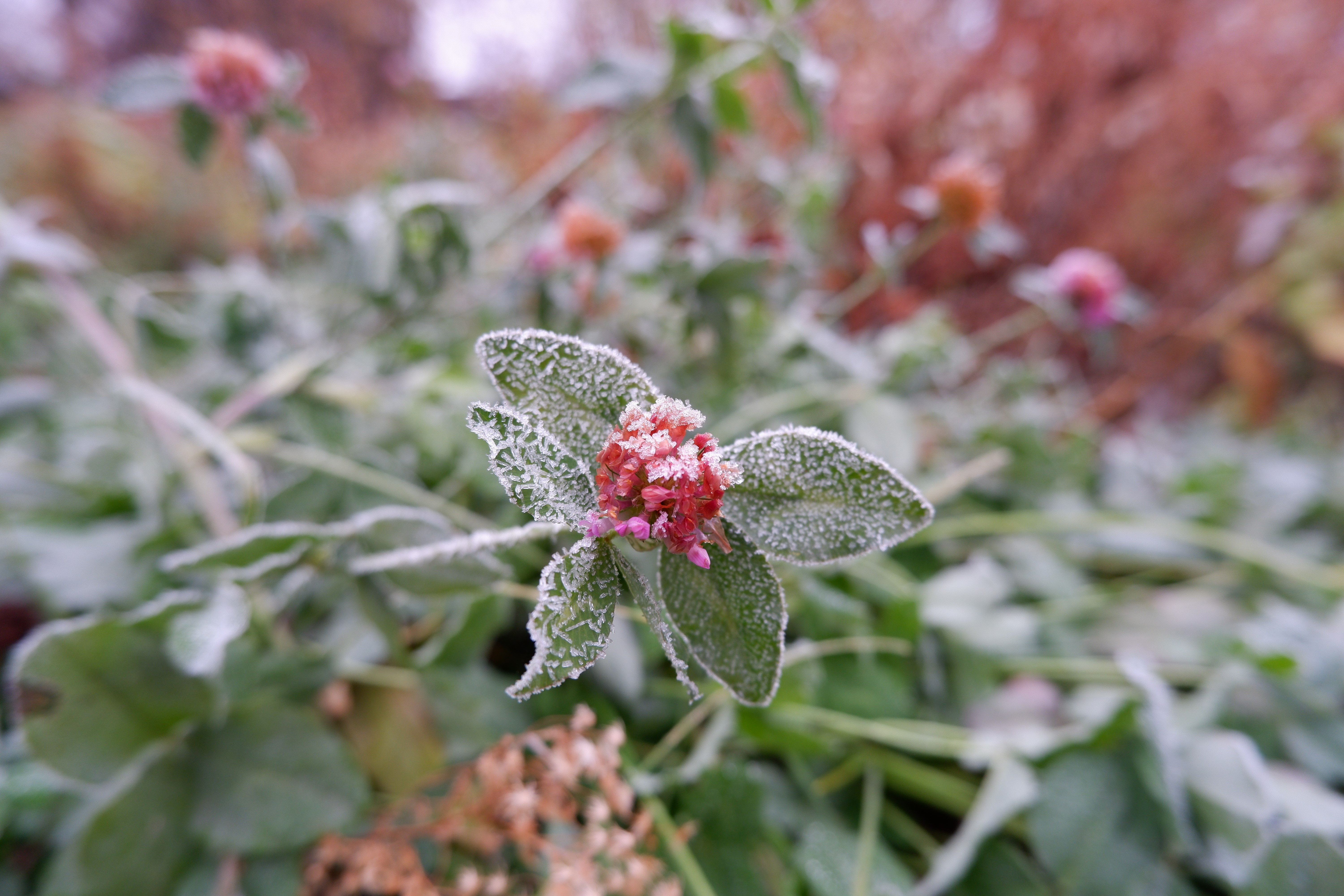 Clovers covered in frost in autumn HD Wallpaper