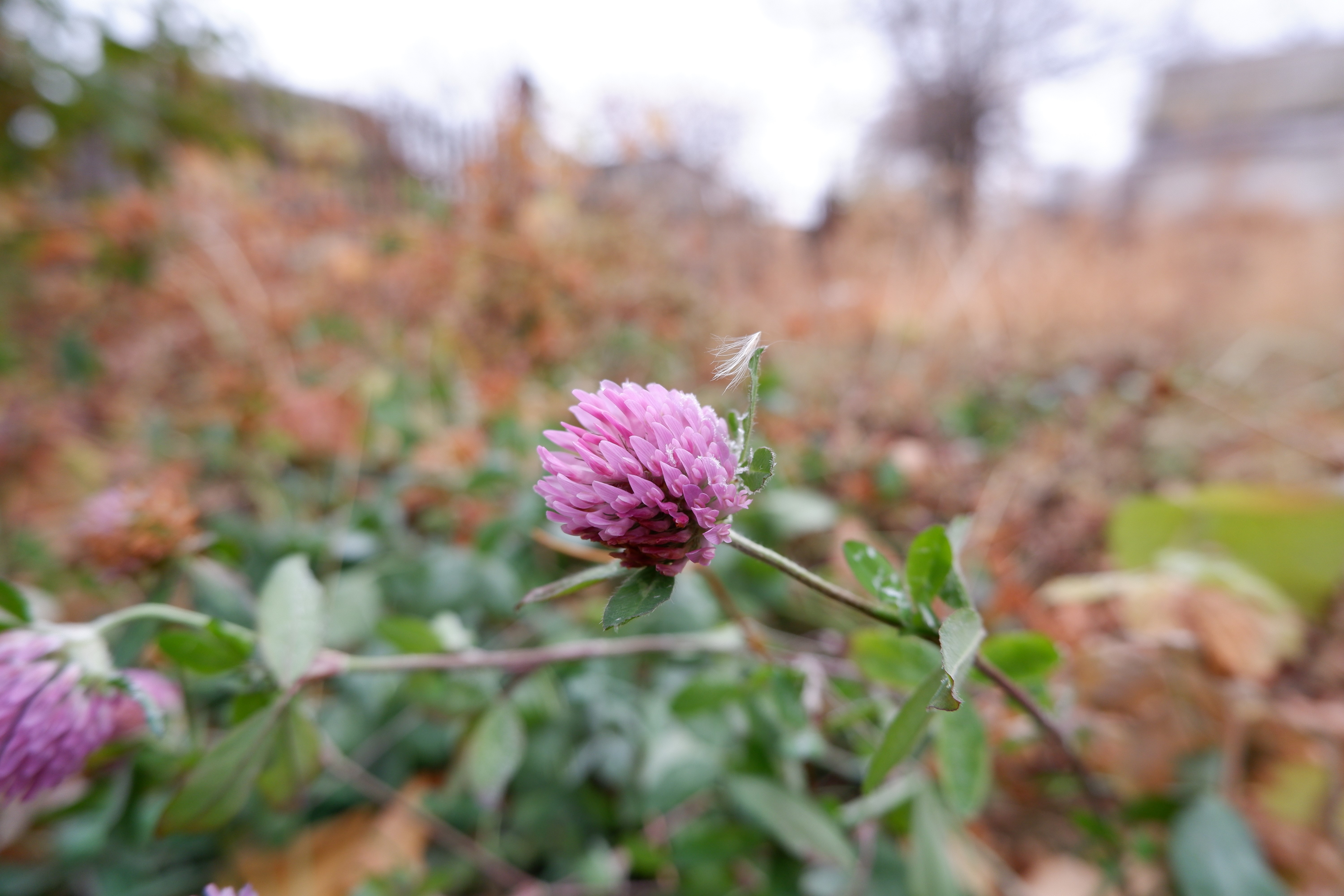 Pink clover flowers in fall HD Wallpaper