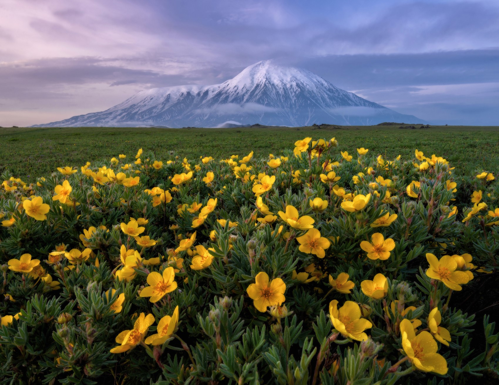 Yellow flowers in front of a snow-capped mountain HD Wallpaper