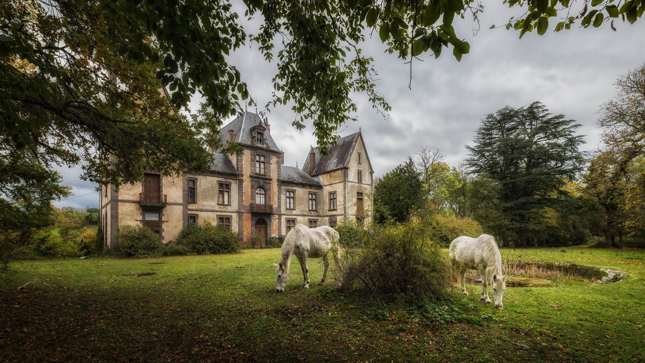 Two white horses grazing in front of an old chateau HD Wallpaper