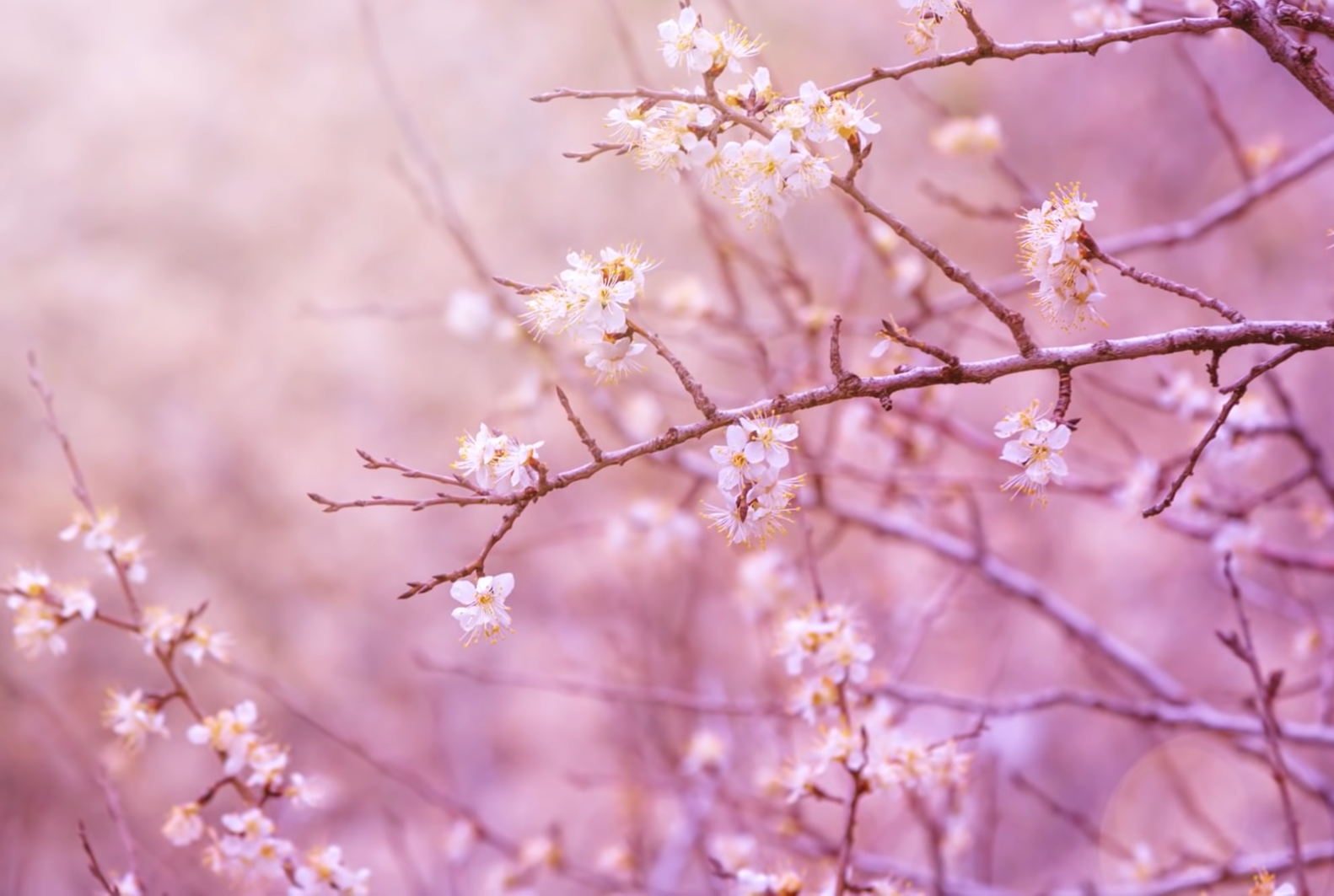 Pink cherry blossoms on branches with soft pink background HD Wallpaper