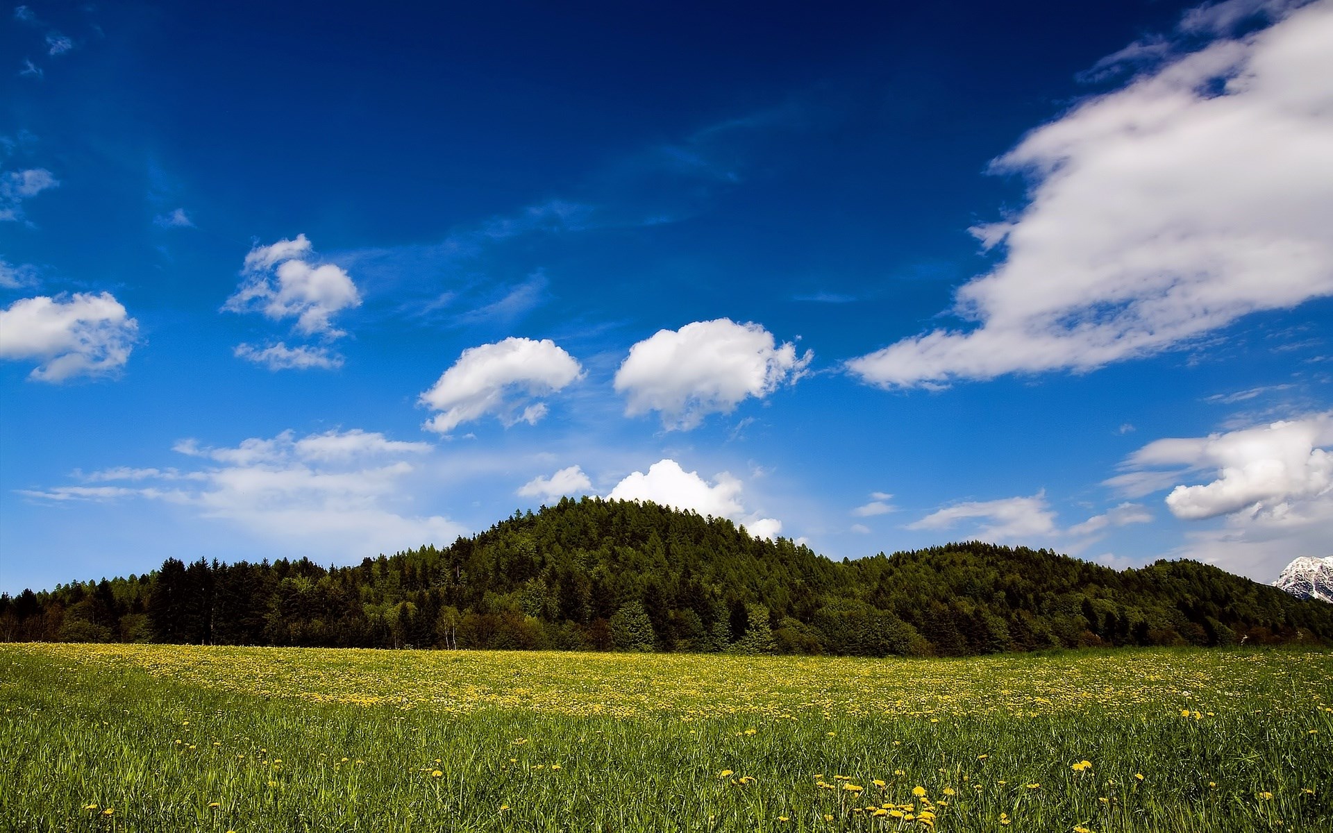 Green meadow with yellow flowers and forested hills under blue sky HD Wallpaper
