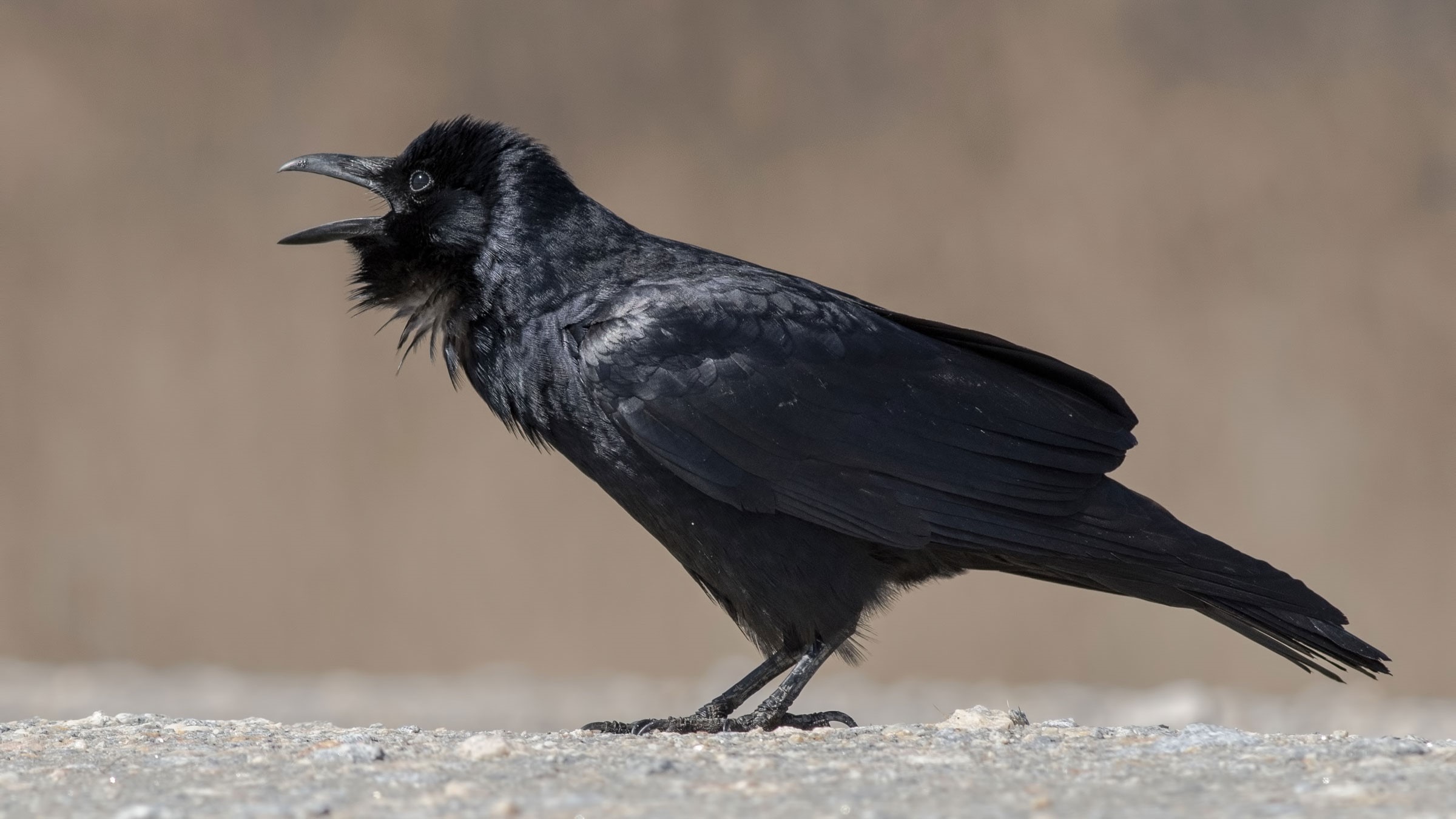 A black crow with its beak open HD Wallpaper