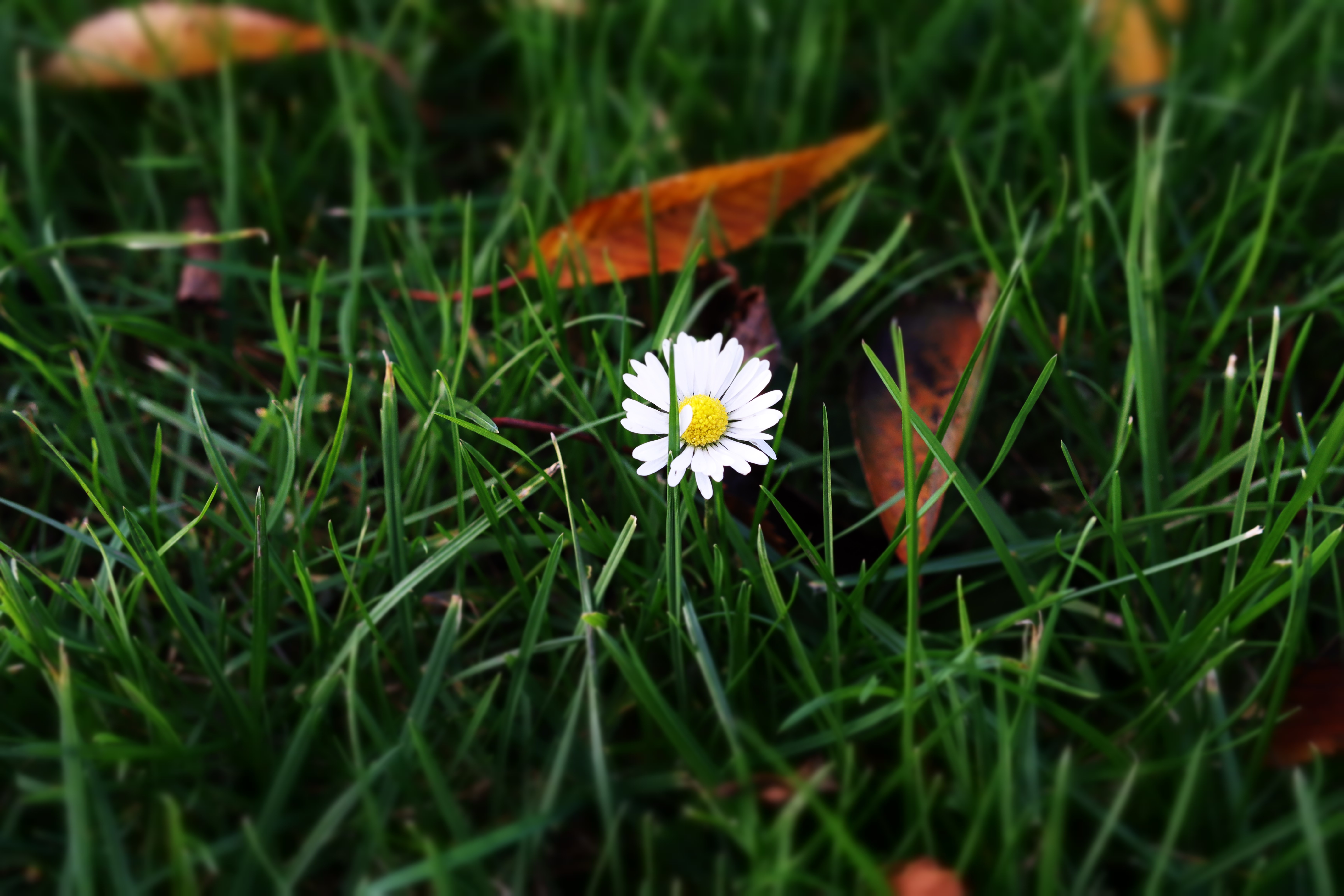 4K Daisy Flower in Green Grass with Autumn Leaves HD Wallpaper