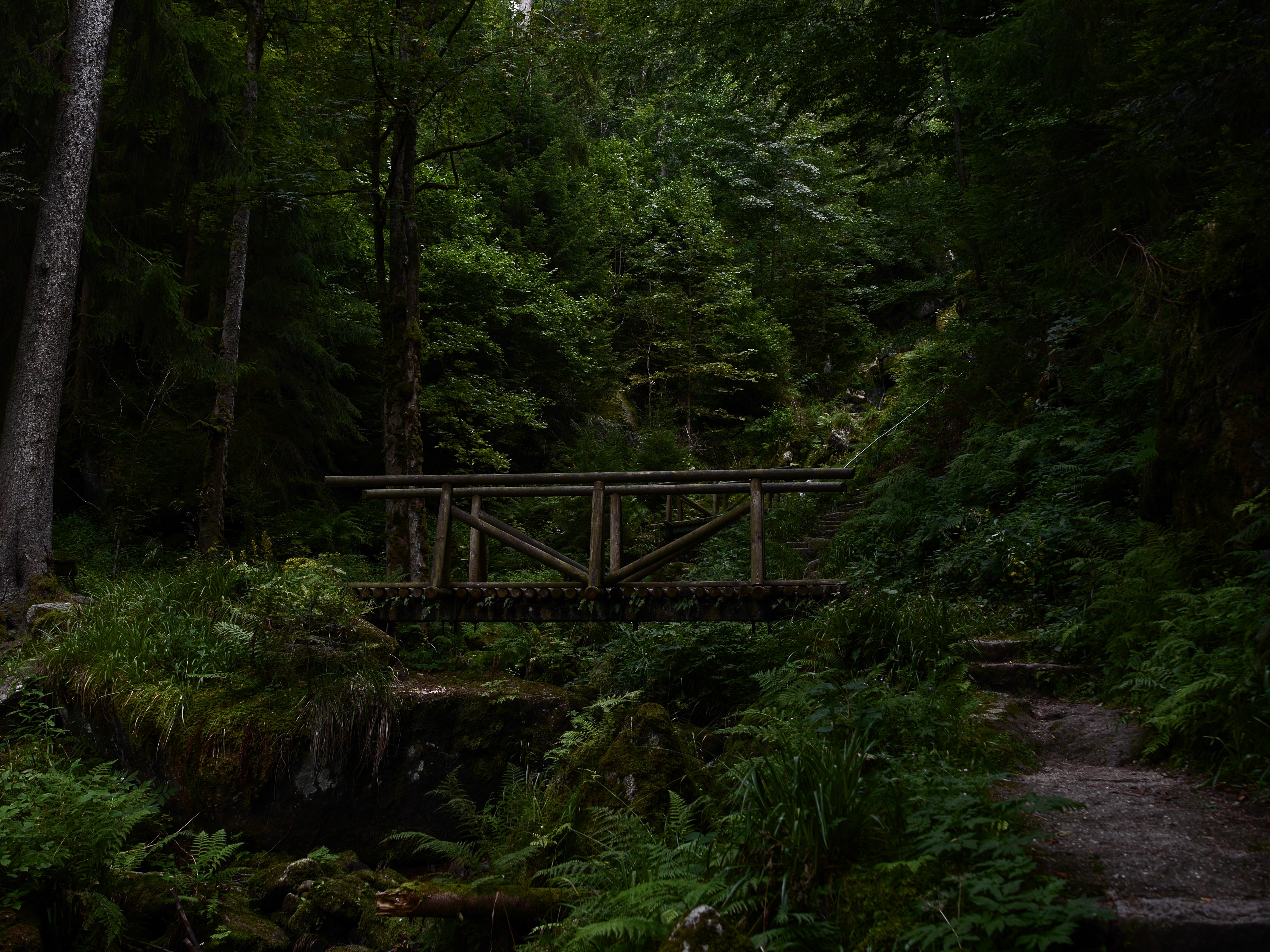 Wooden bridge in a dark forest HD Wallpaper