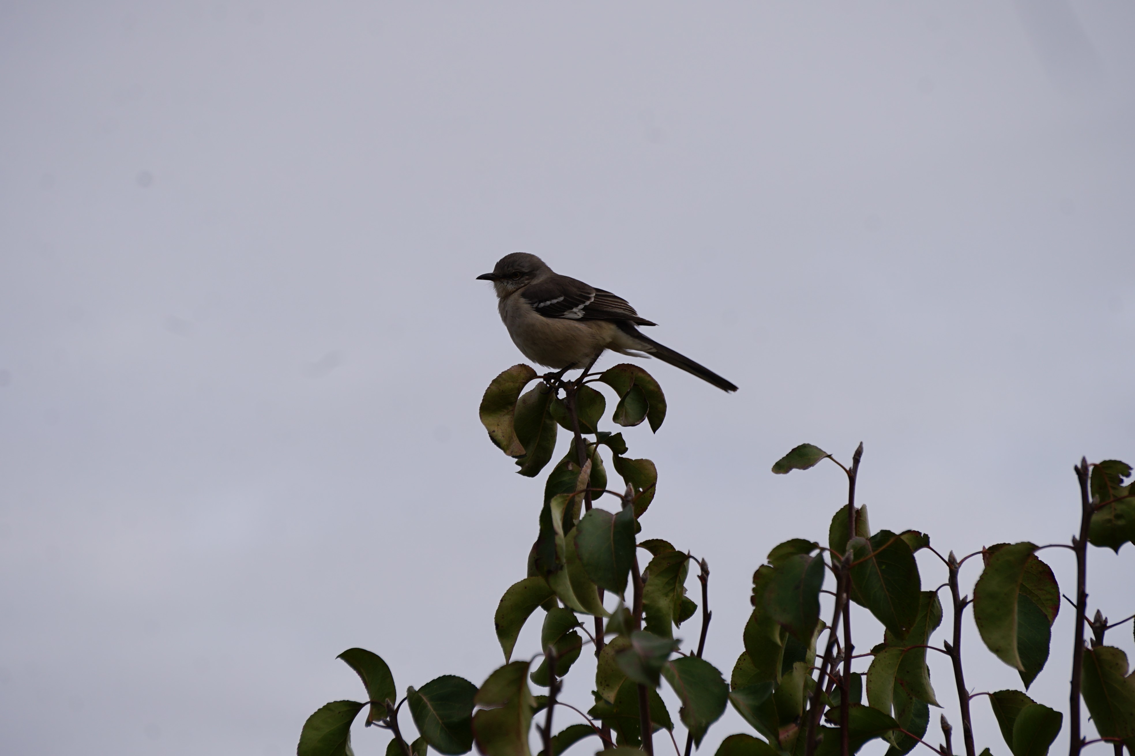 Bird on a branch with leaves HD Wallpaper