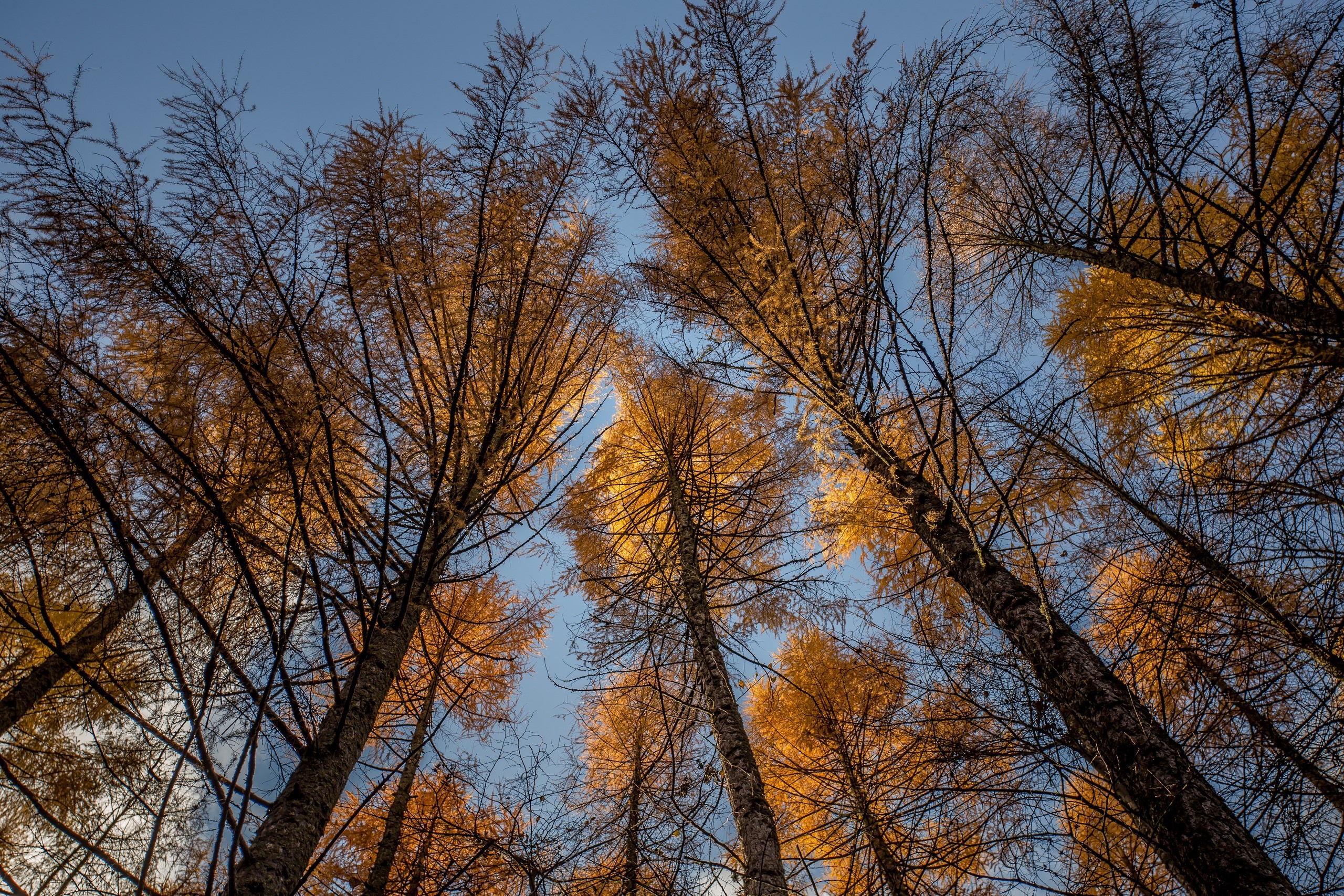 Looking up at autumn trees against a blue sky HD Wallpaper