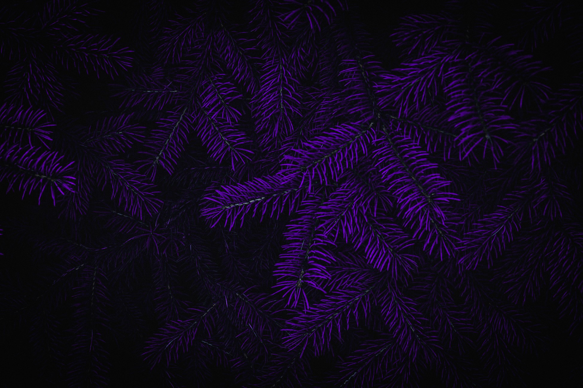 Purple pine needles on a dark background HD Wallpaper