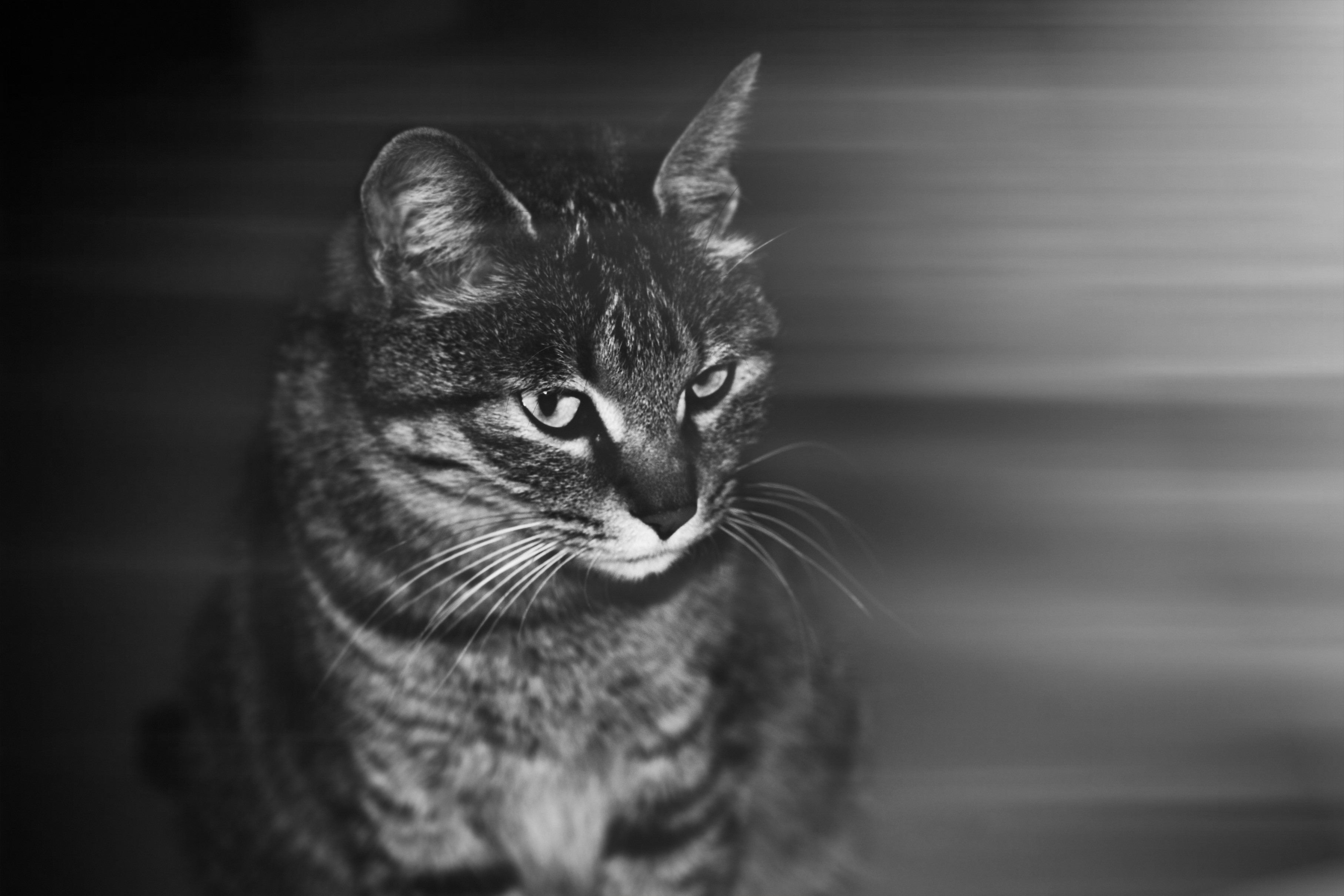 Monochrome portrait of a tabby cat HD Wallpaper