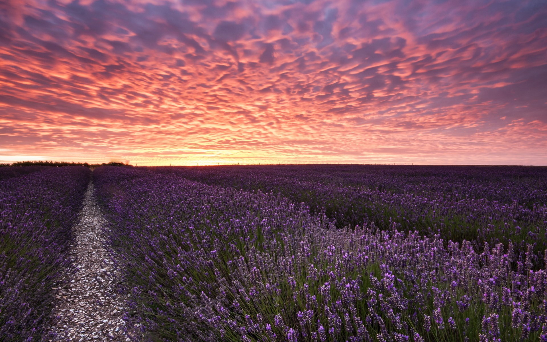 Lavender field at sunset HD Wallpaper