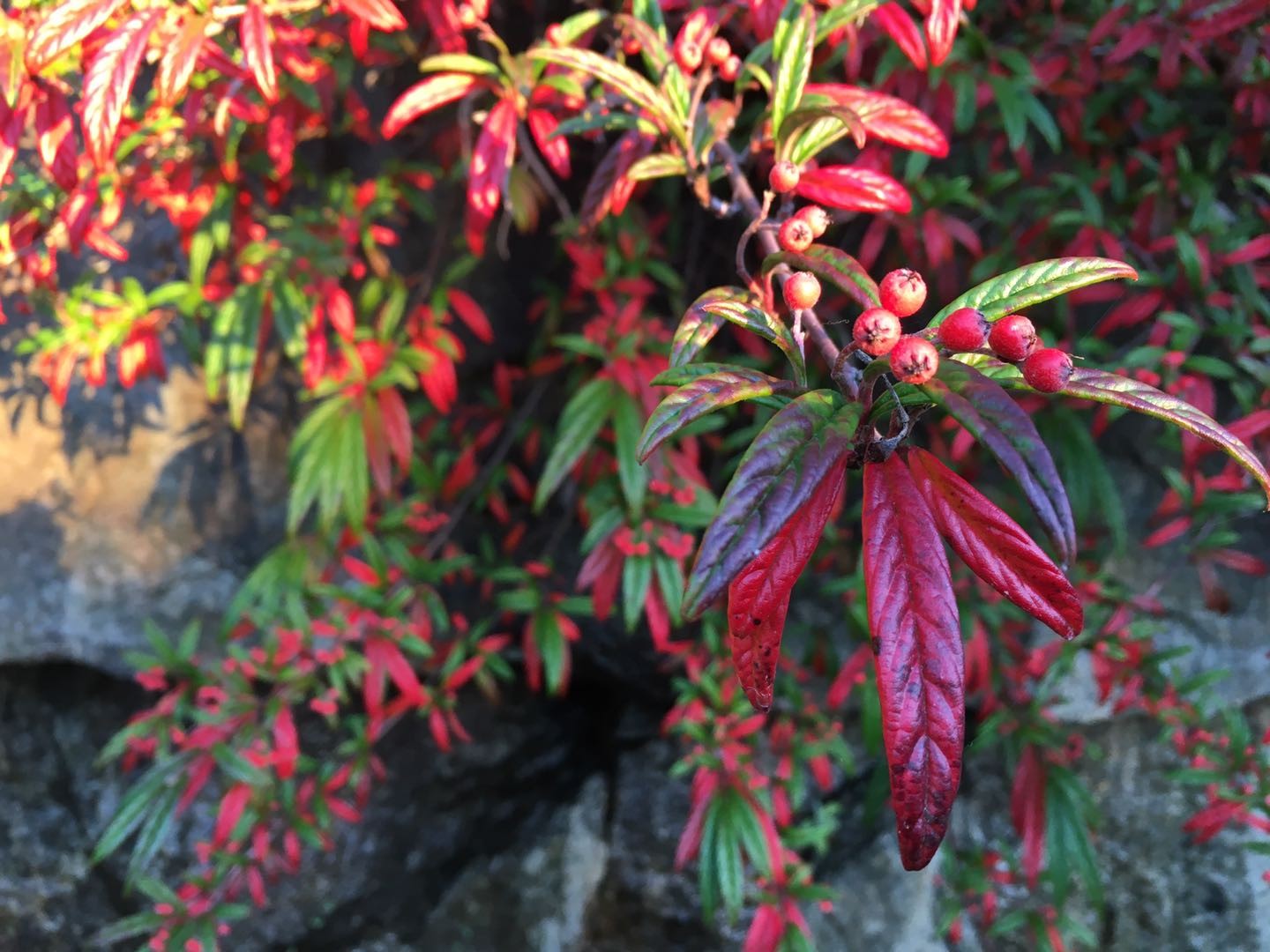 Red and green leaves with berries on a stone wall HD Wallpaper