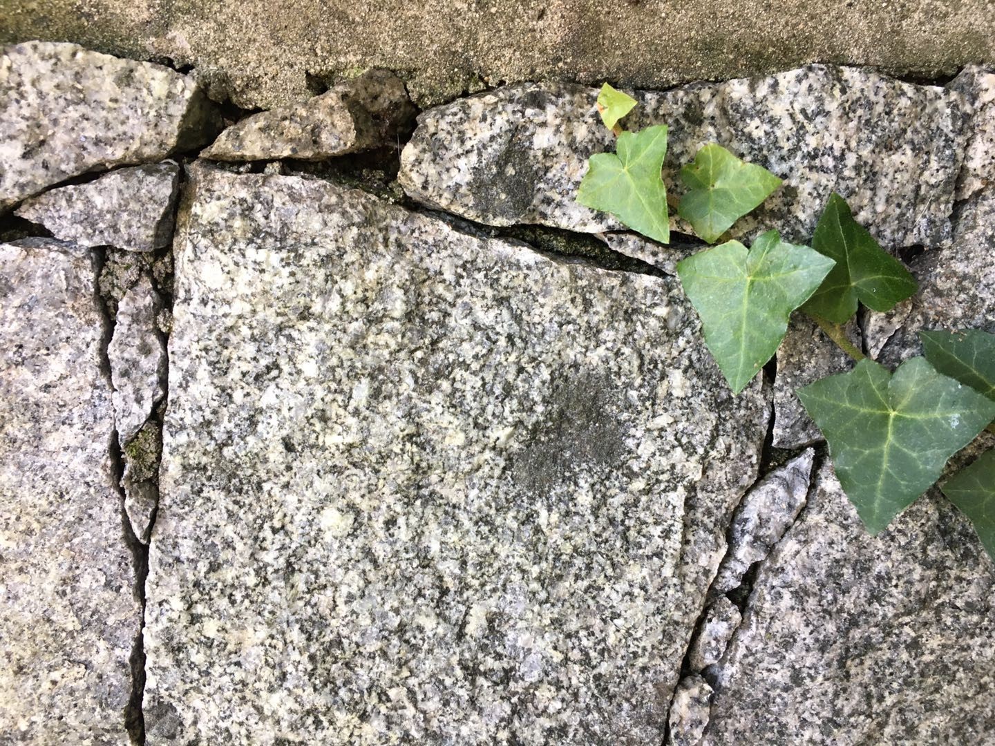 Green ivy leaves growing on cracked granite stones HD Wallpaper