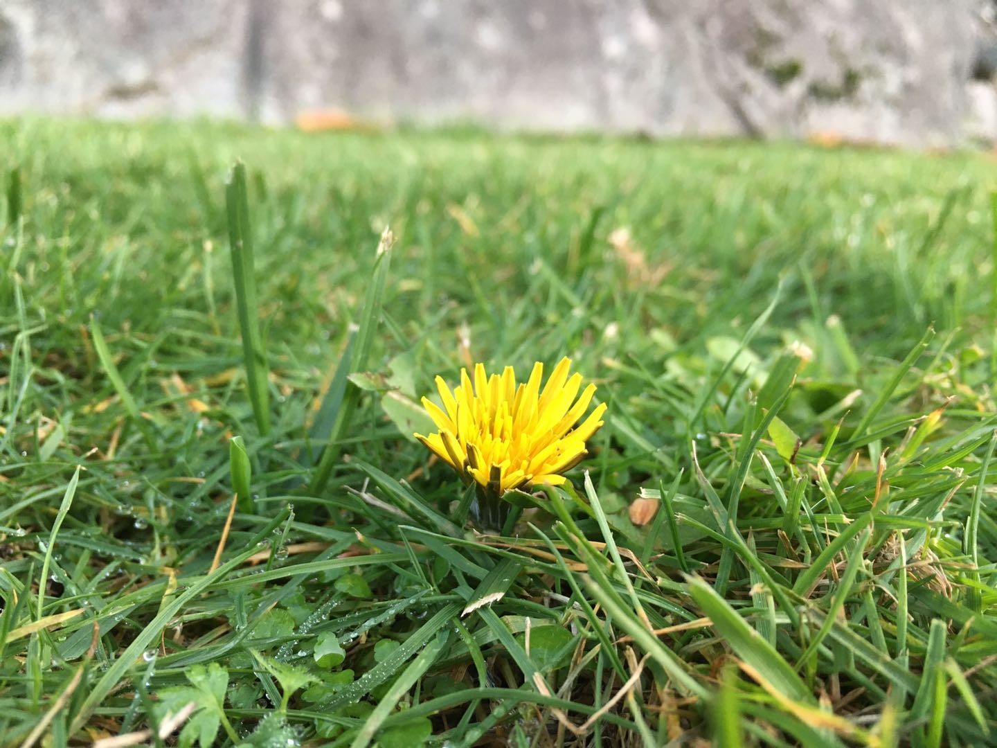 Yellow dandelion flower in green grass HD Wallpaper