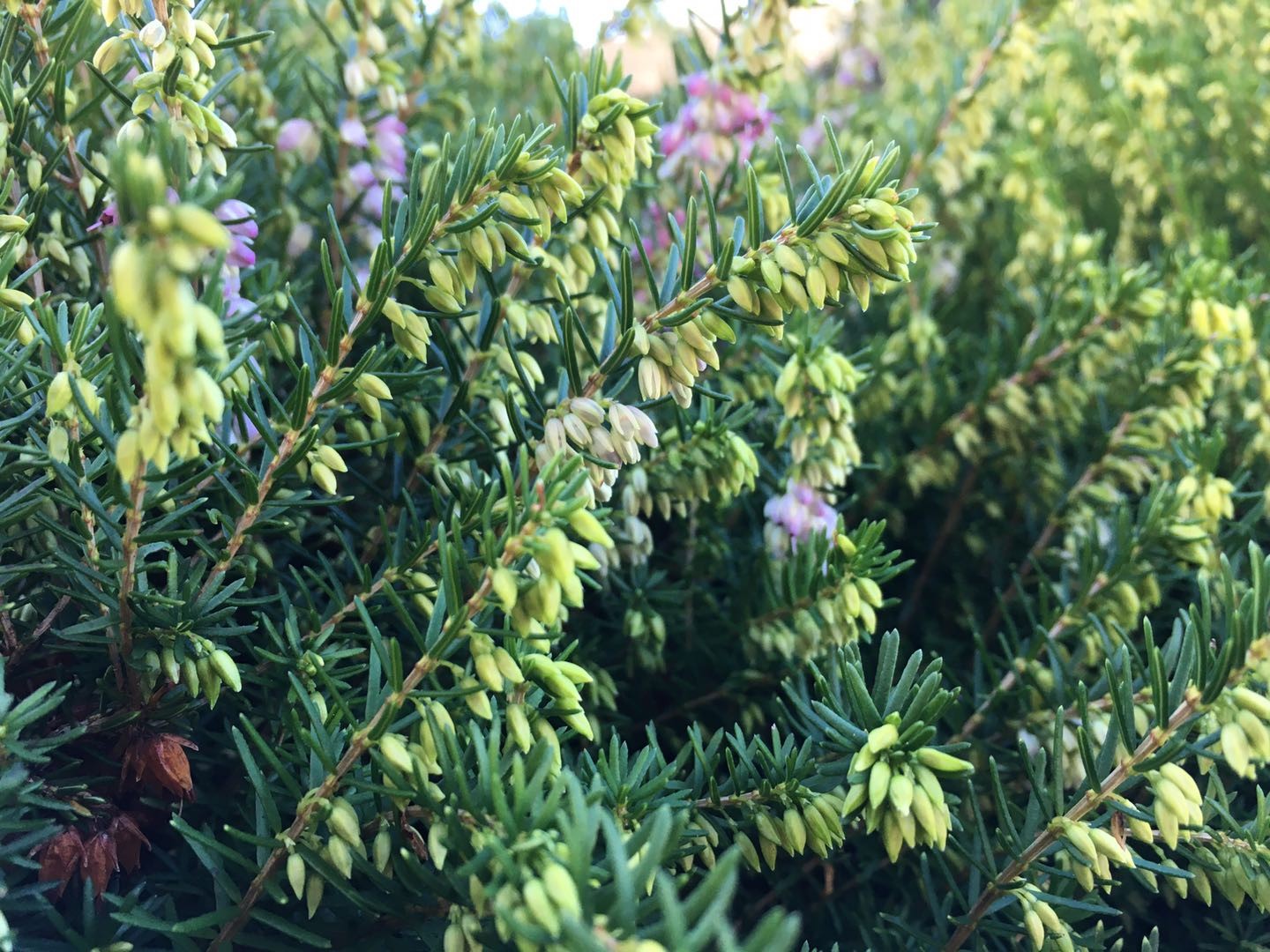 Close-up of blooming heather plant with green foliage HD Wallpaper