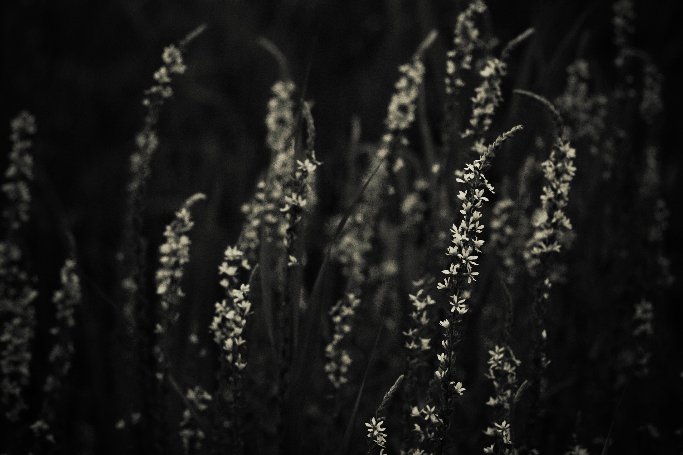 Dark field of wildflowers HD Wallpaper