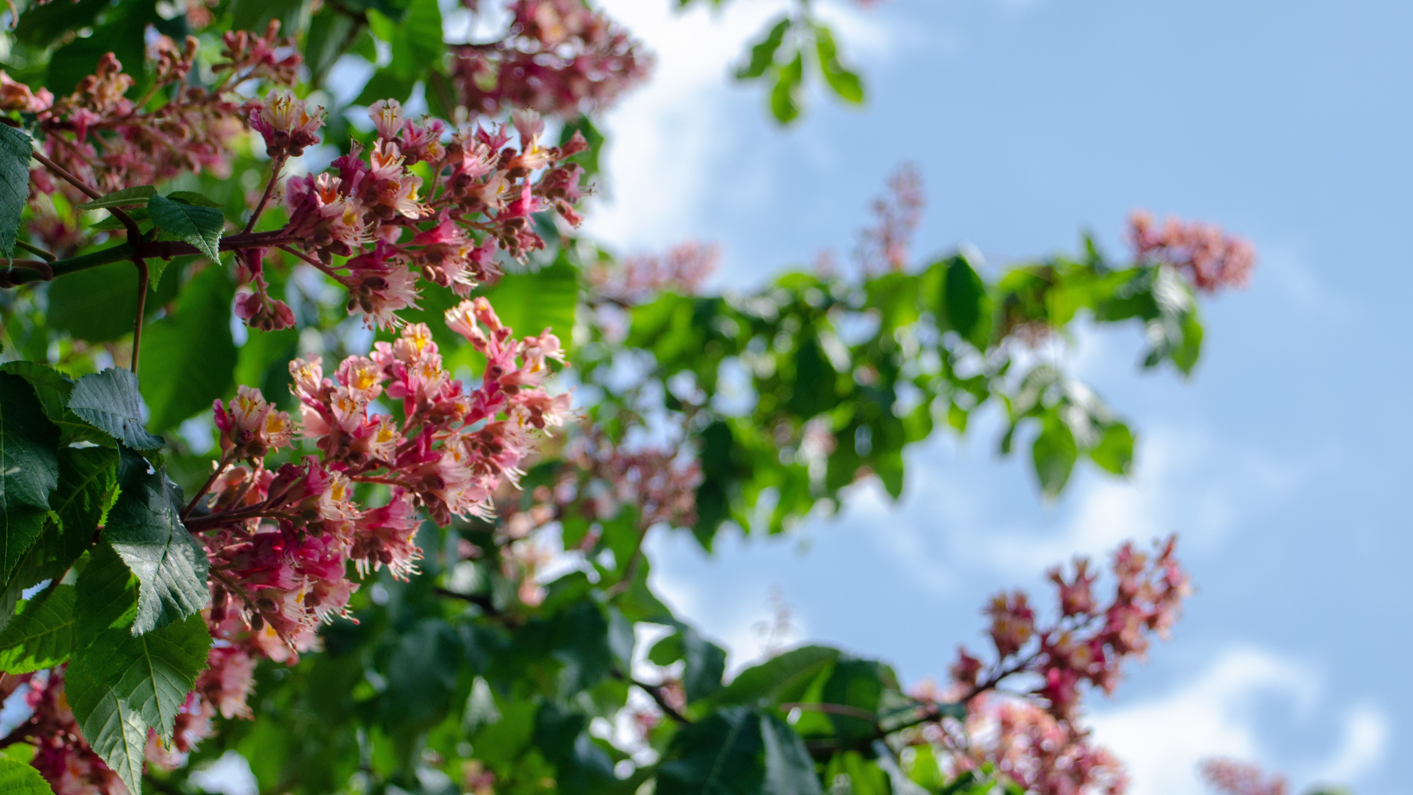 Pink horse chestnut flowers and green leaves against blue sky with clouds HD Wallpaper