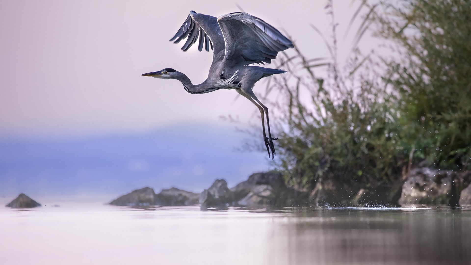 Grey Heron taking flight over water HD Wallpaper